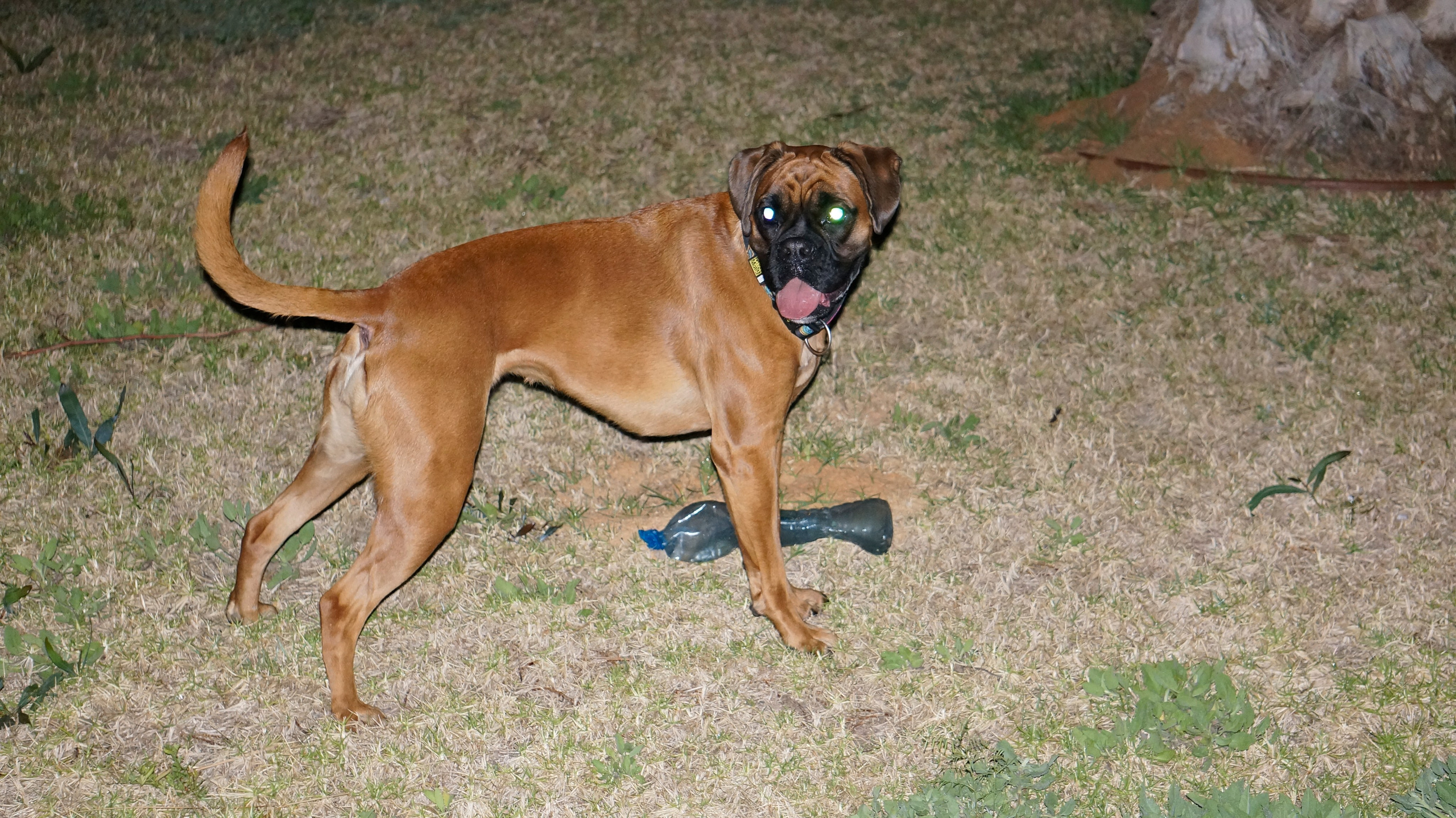 My ״Star״ Boxer Dog