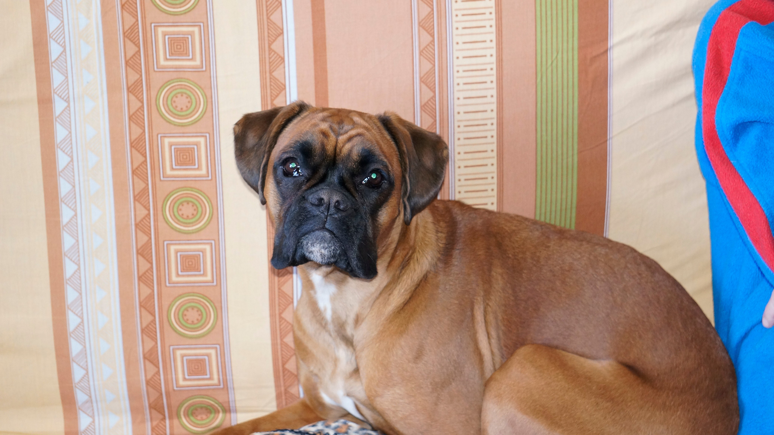 My ״Star״ Boxer Dog