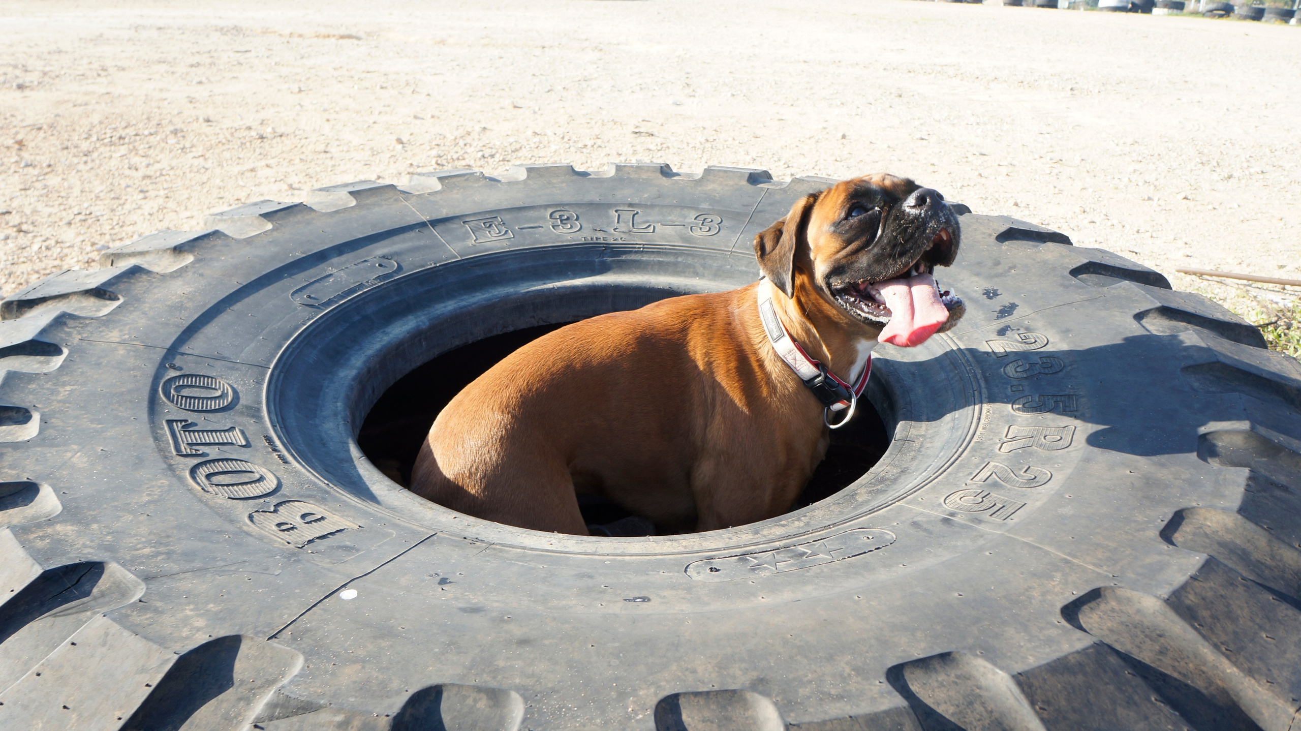 My ״Star״ Boxer Dog