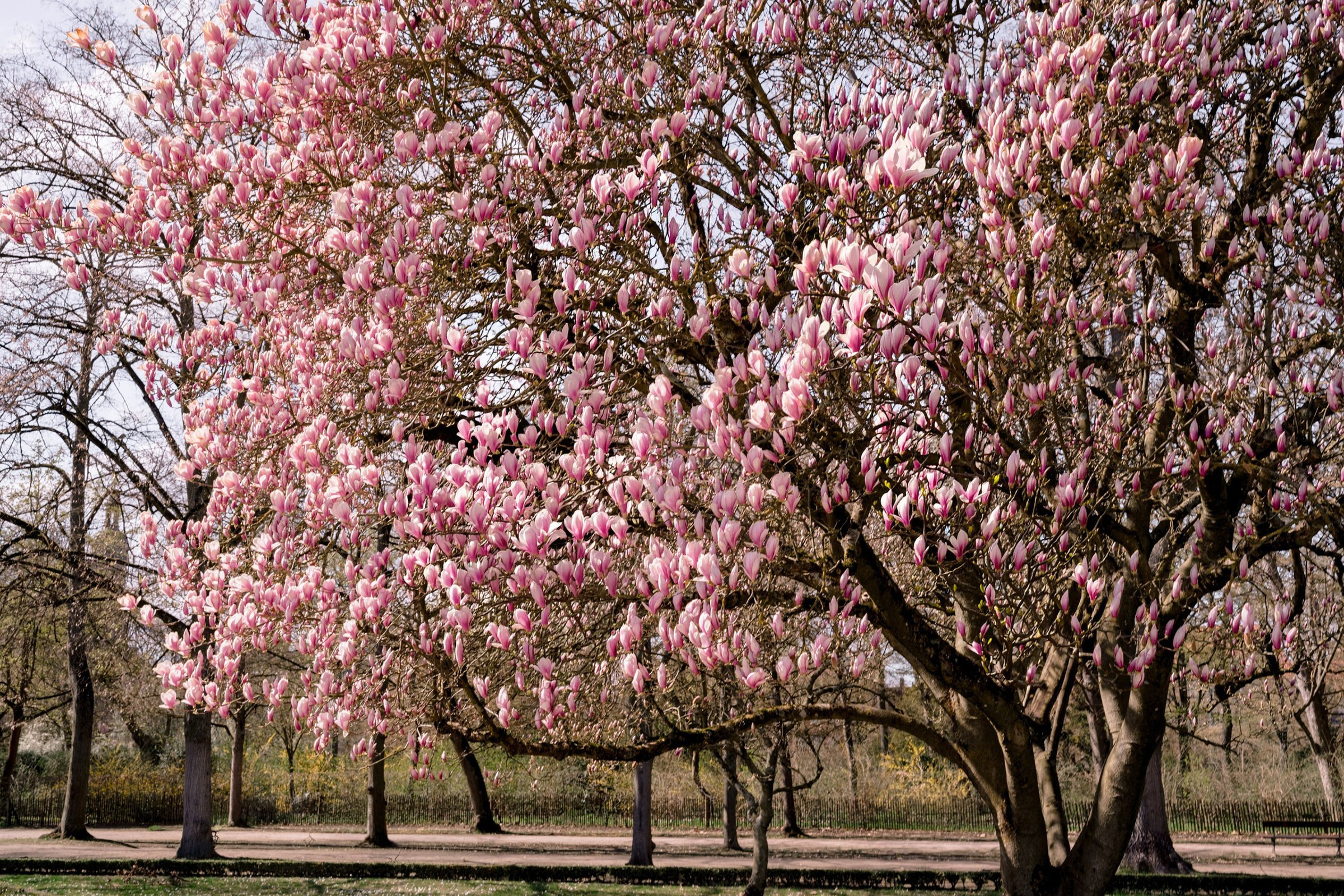 Hochzeitsfotograf Würzburg – Standesamt & Alte Mainbrücke Hochzeit. Hochzeitsfotografin Würzburg & Unterfranken | Anna Saribekyan