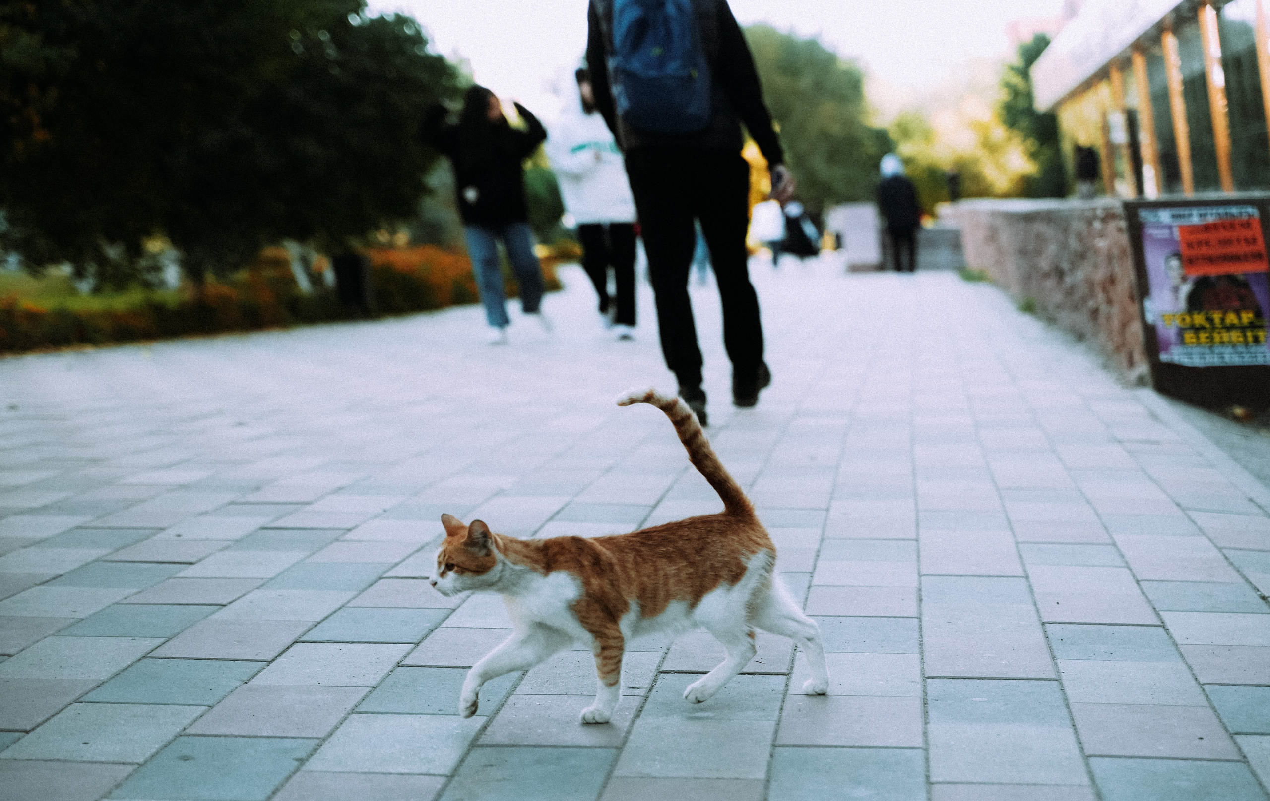 Кот шпедингера. Стрит-фотография, полная абсурда, идиотизма и красоты