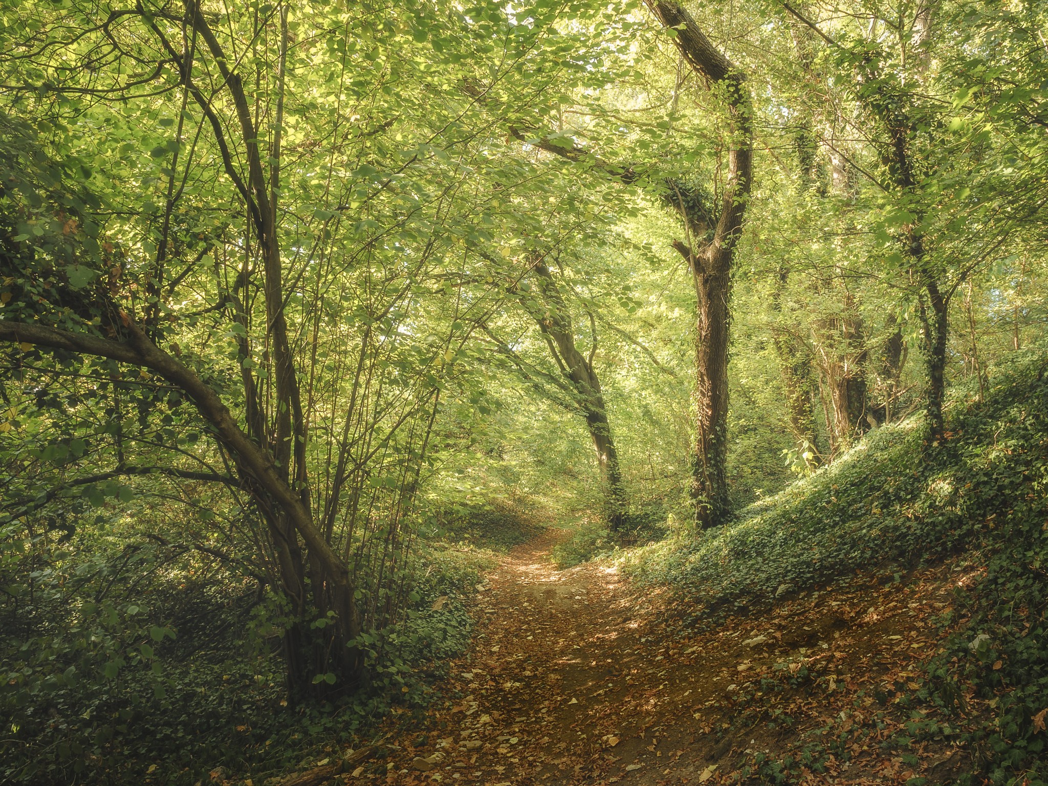 Woodlands. Nature Photographer and Videographer from Germany