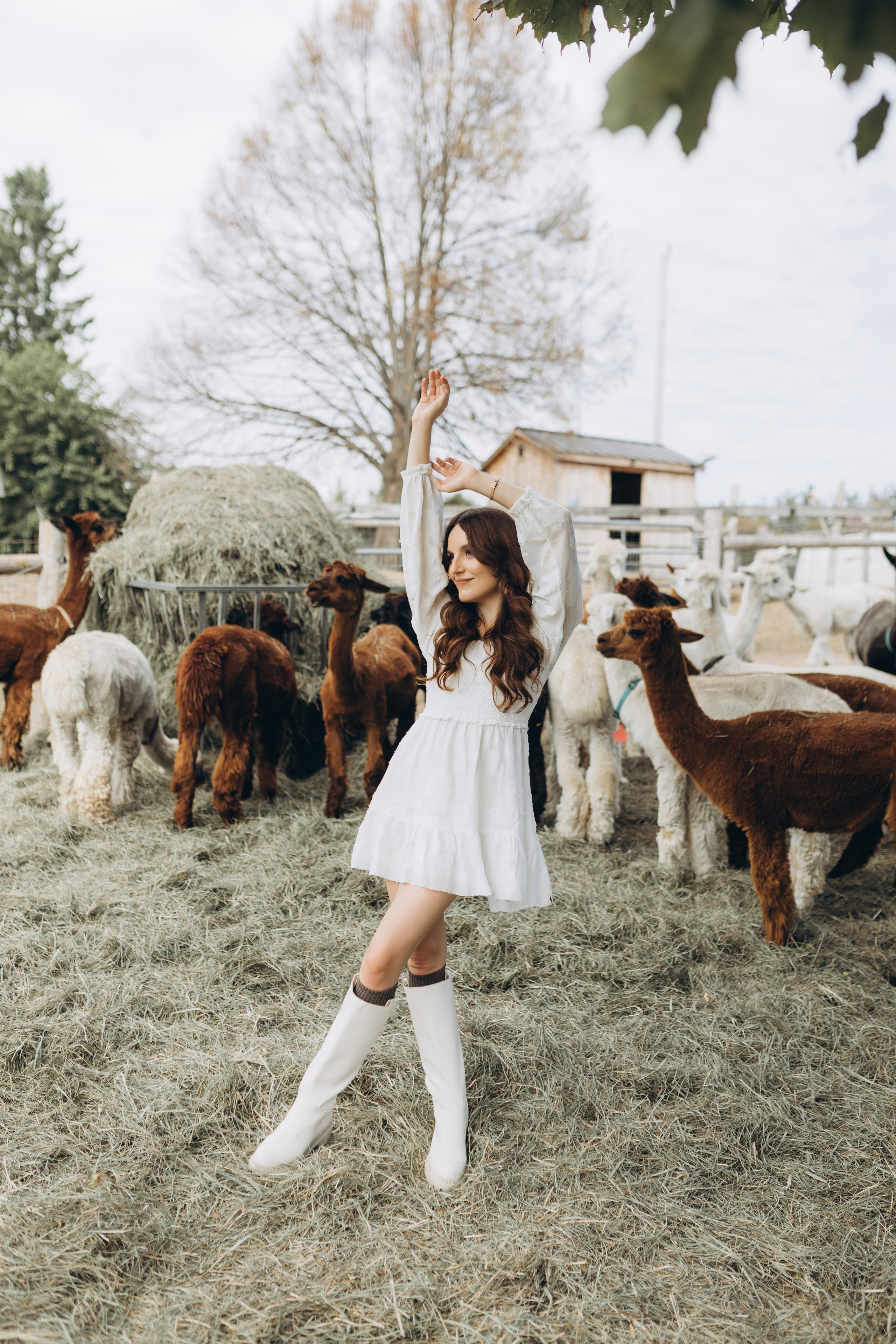 Alpacas Farm. Chernenko.photography
