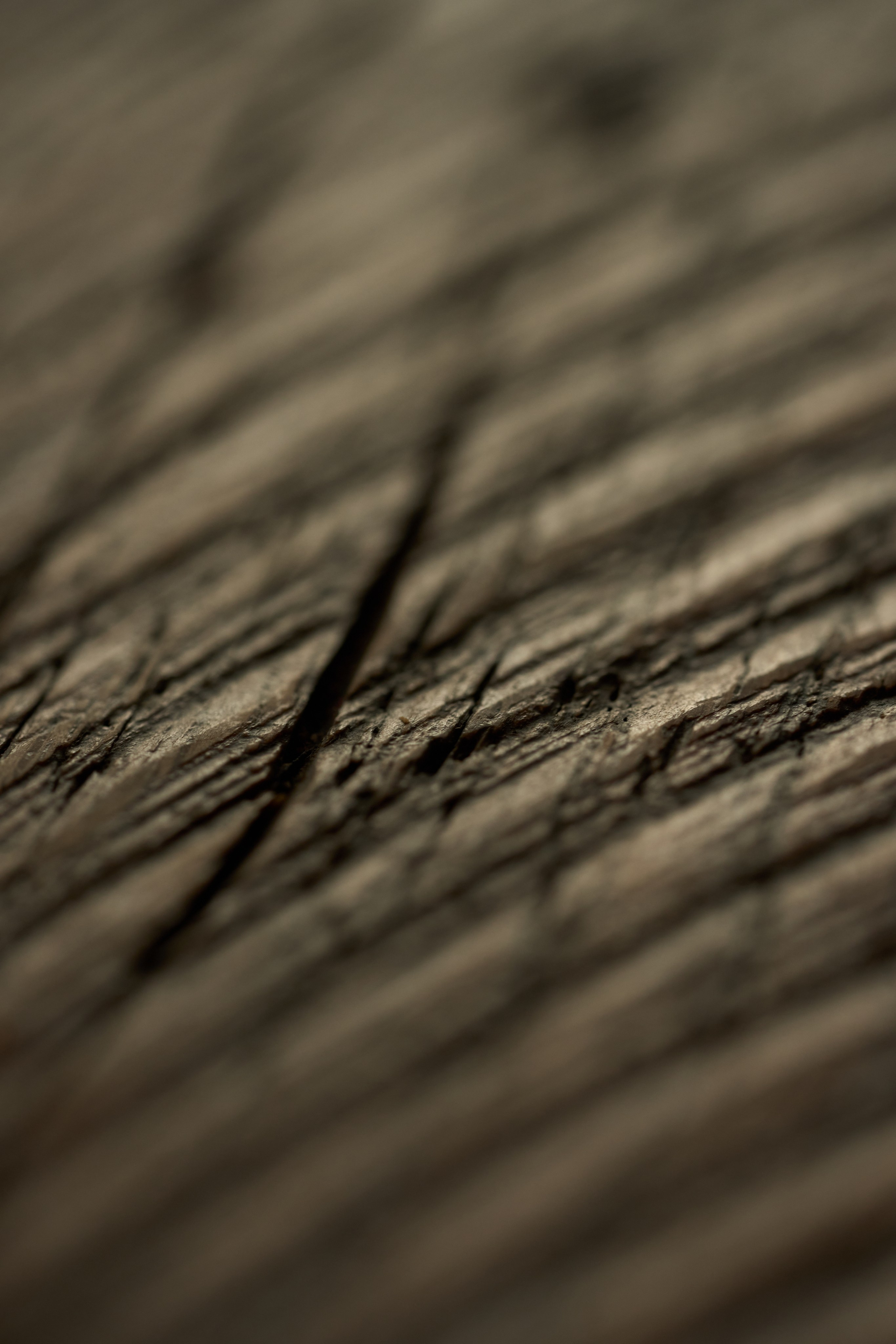 Macro photo. Yoli Park