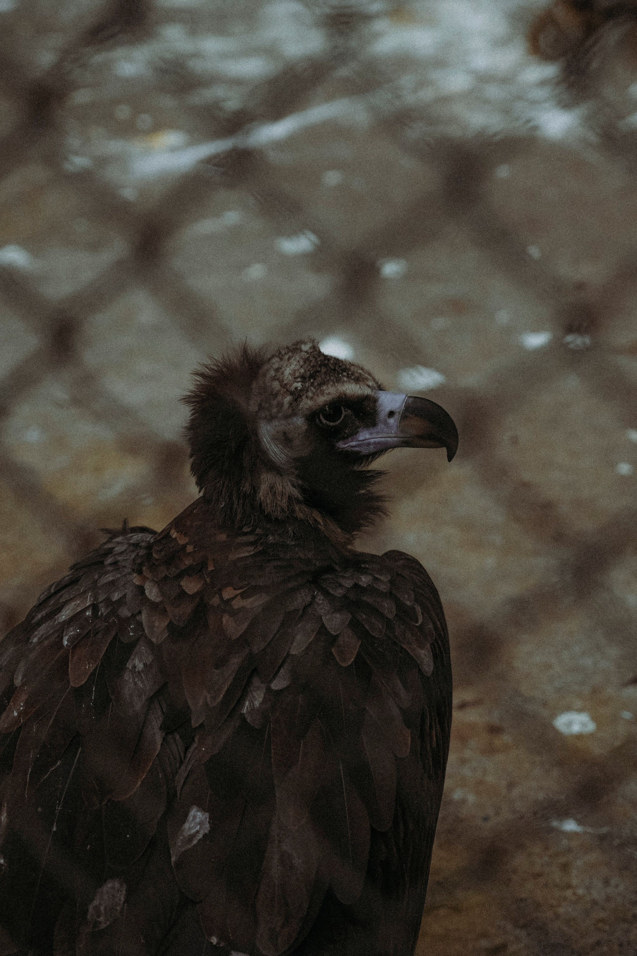 ТБИЛИСИ 2023-2024. Стрит-фотография, полная абсурда, идиотизма и красоты