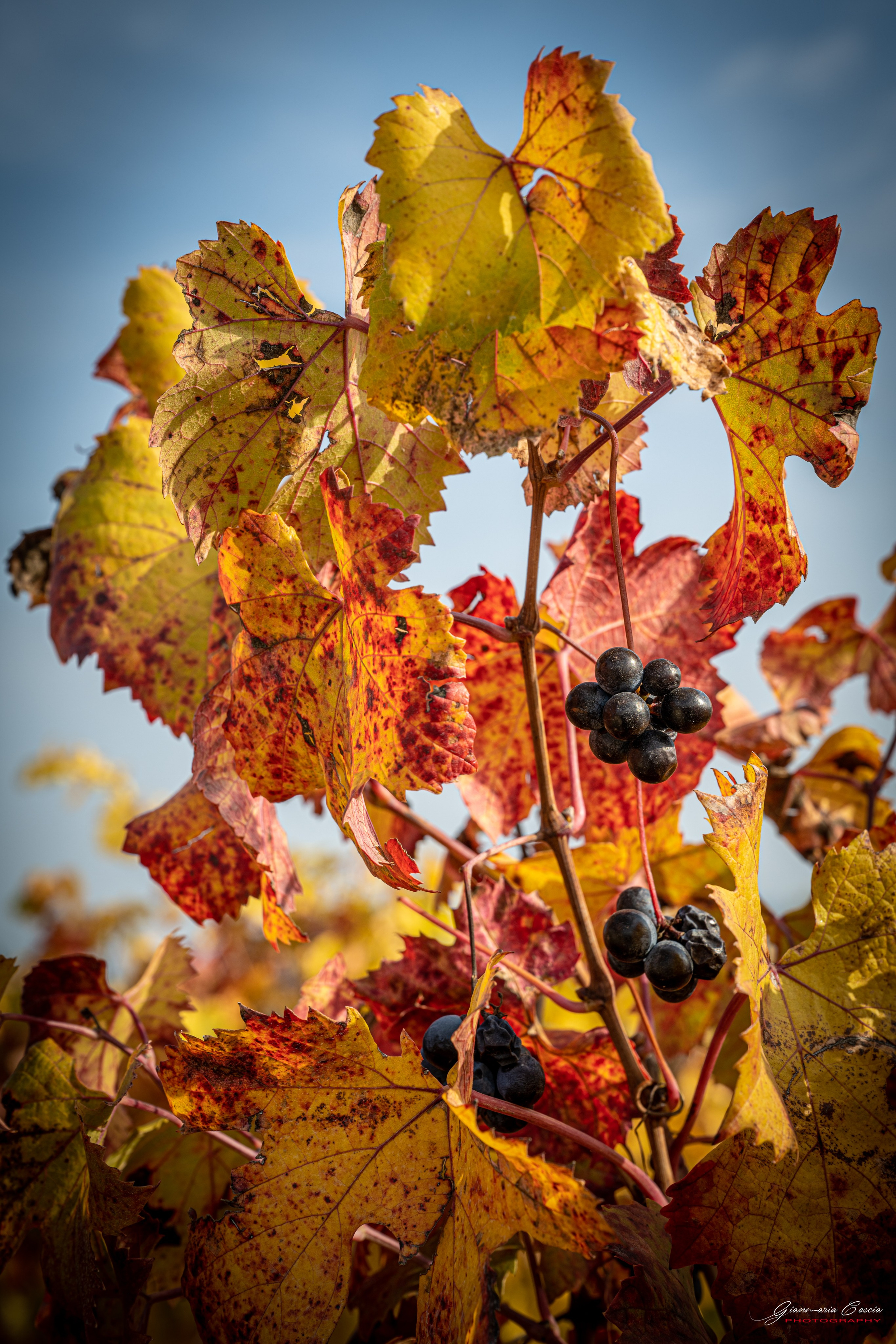 Langhe. “Gianmaria Coscia fotografo per passione”