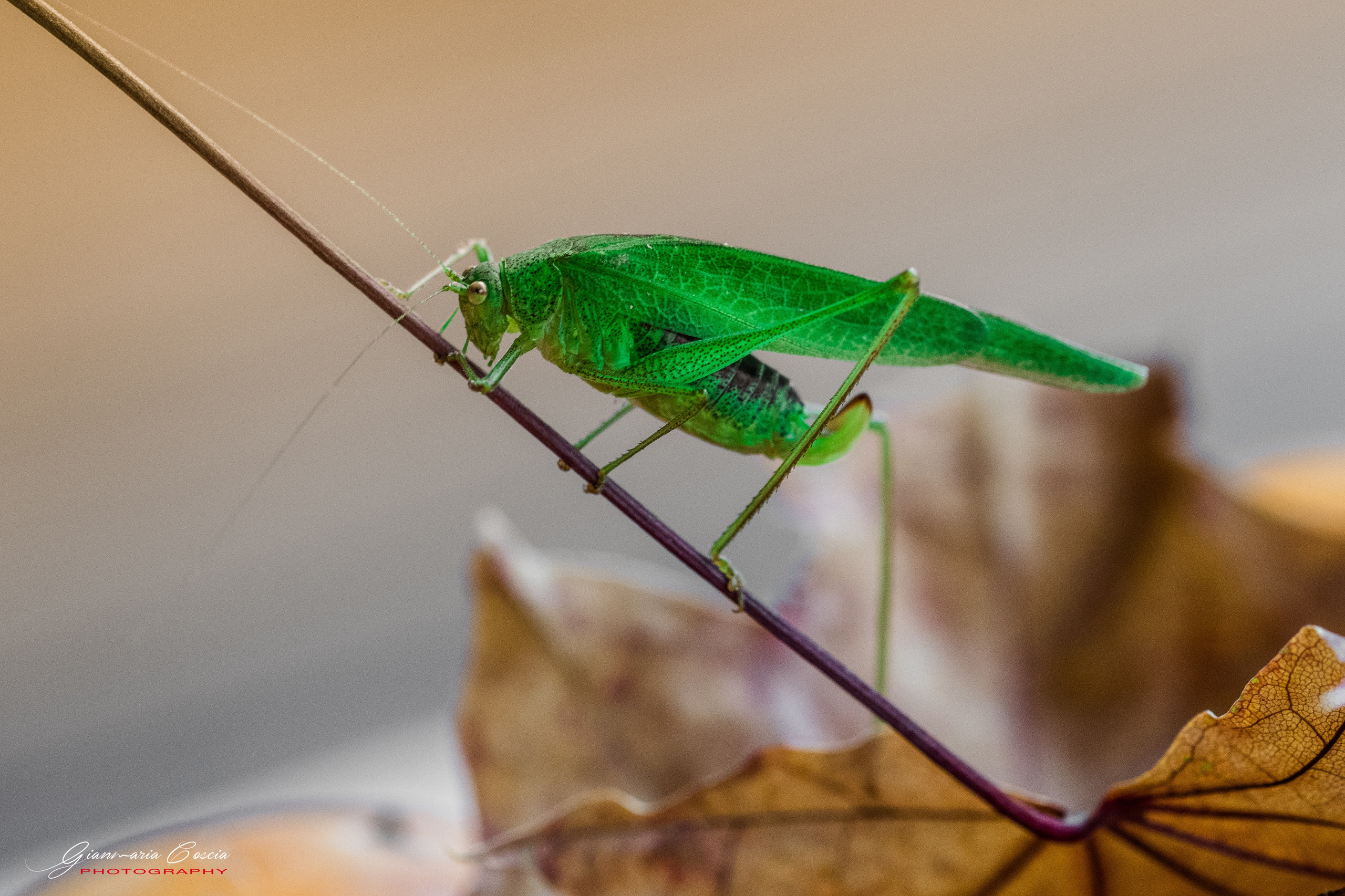 Insetti Simpatici. “Gianmaria Coscia fotografo per passione”