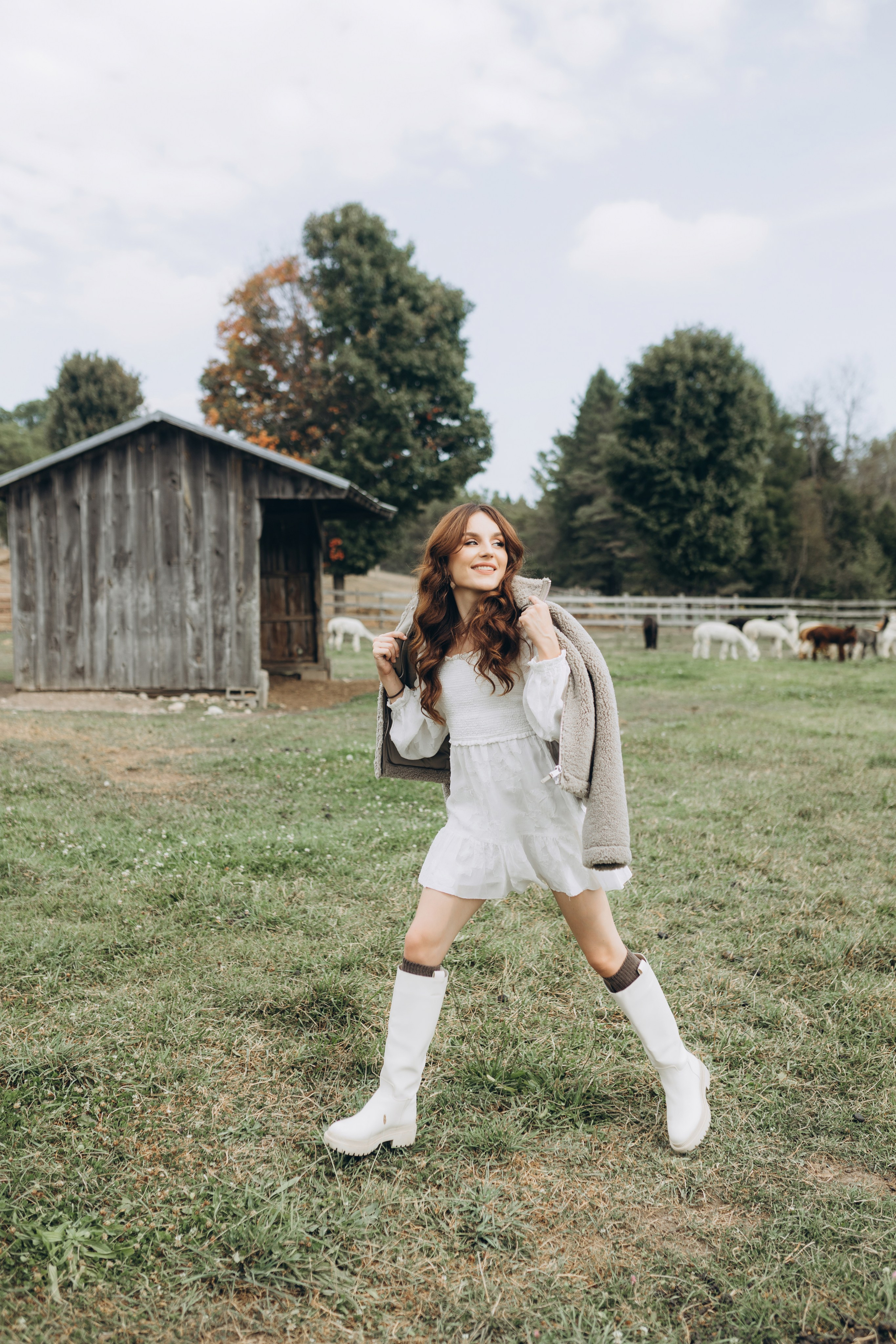 Alpacas Farm. Chernenko.photography