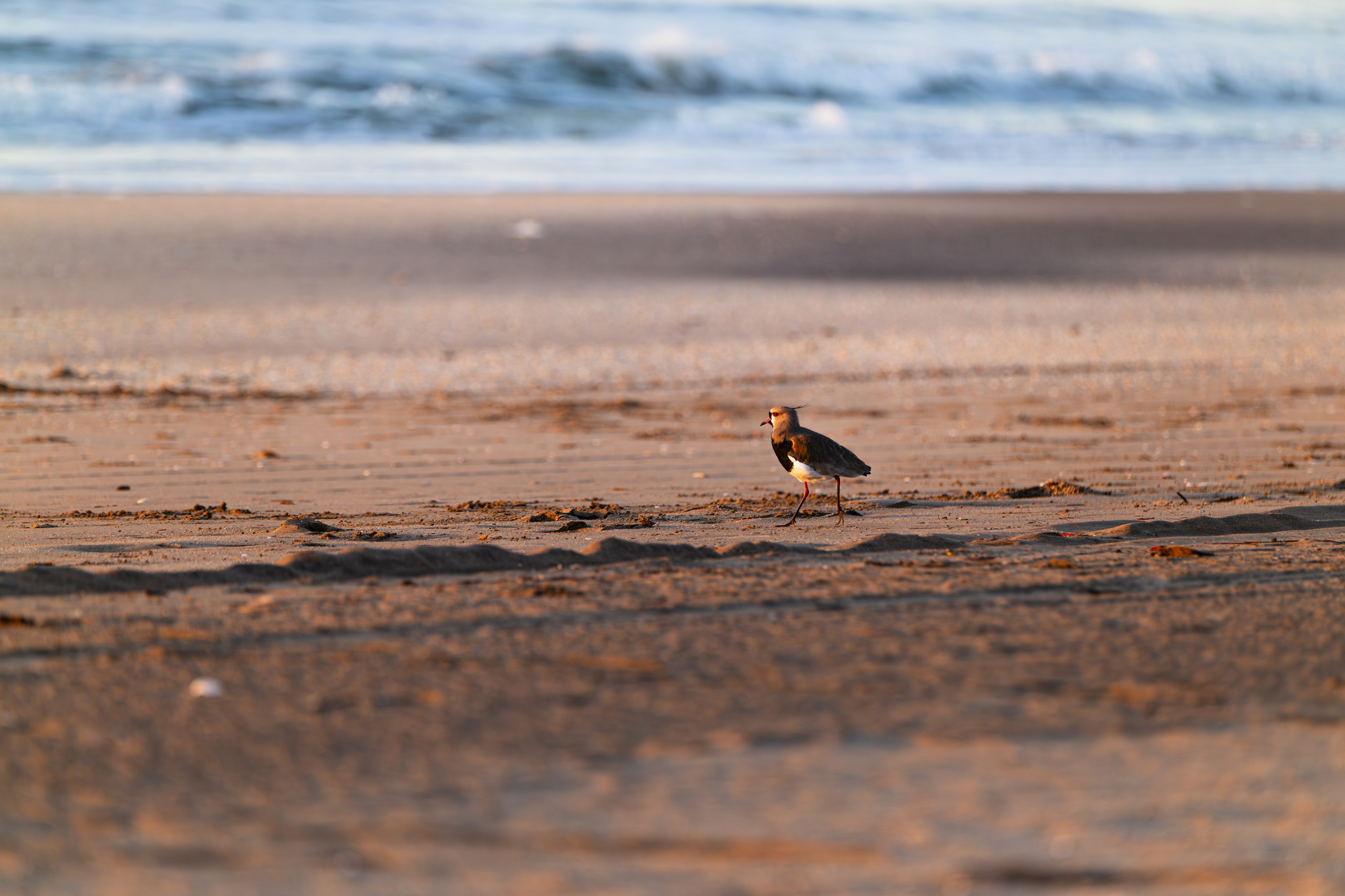 WildLife. Фотограф в Буэнос-Айресе