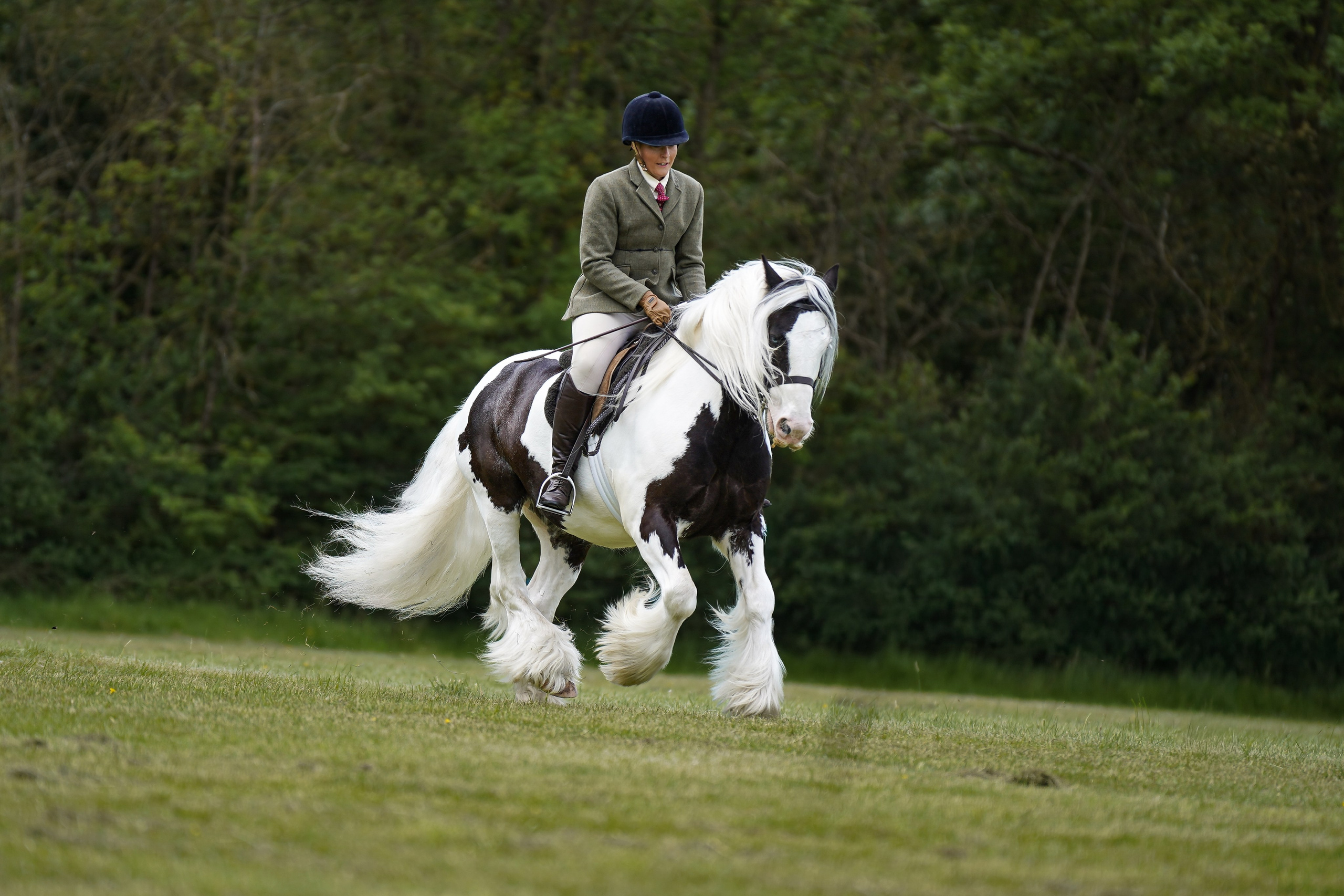 Showing. Leicestershire Equine Photography by El | Authentic Equine Portraits & Events