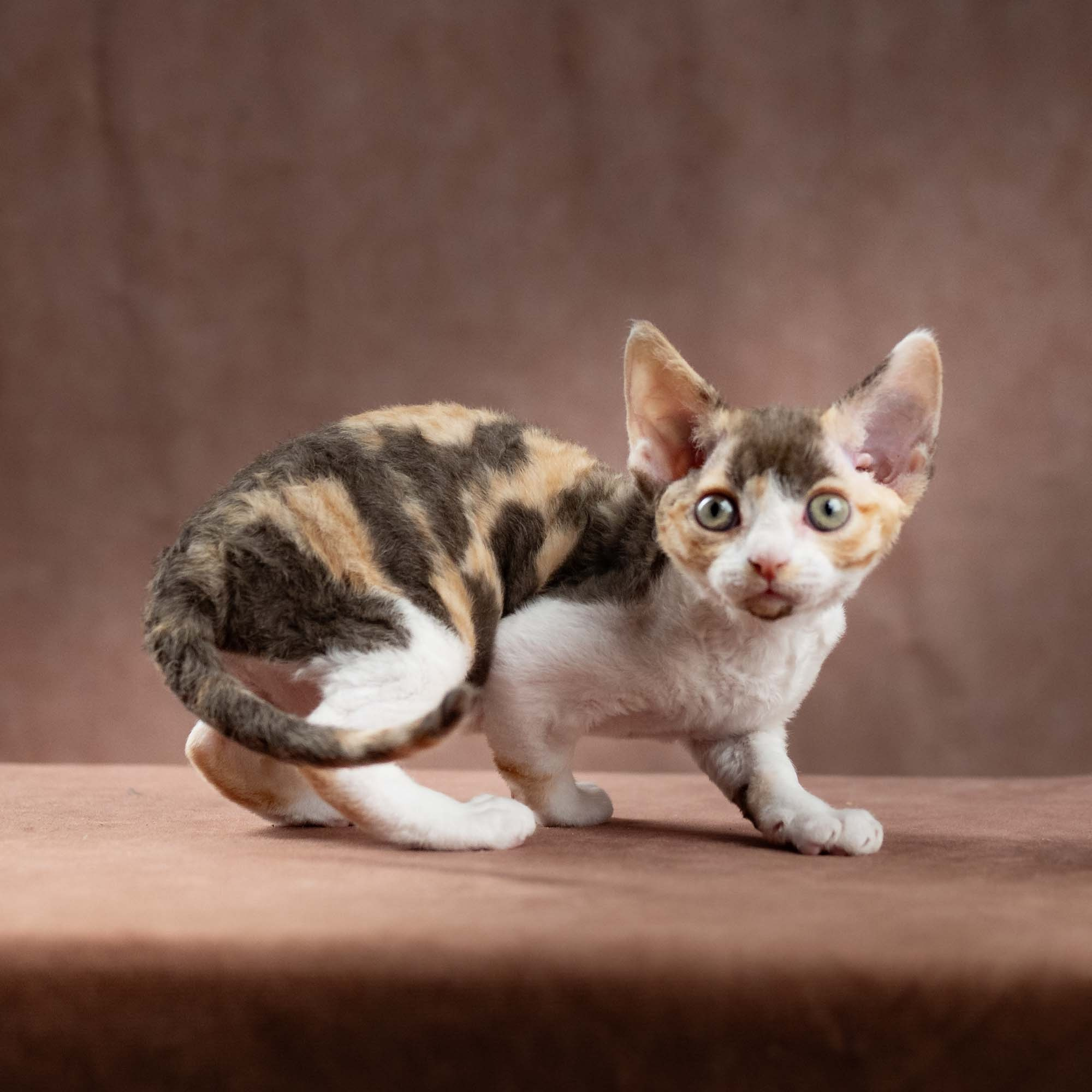 Dixie, girl, born on 06.06.24 SOLD. Devon Rex Pixie Cattery