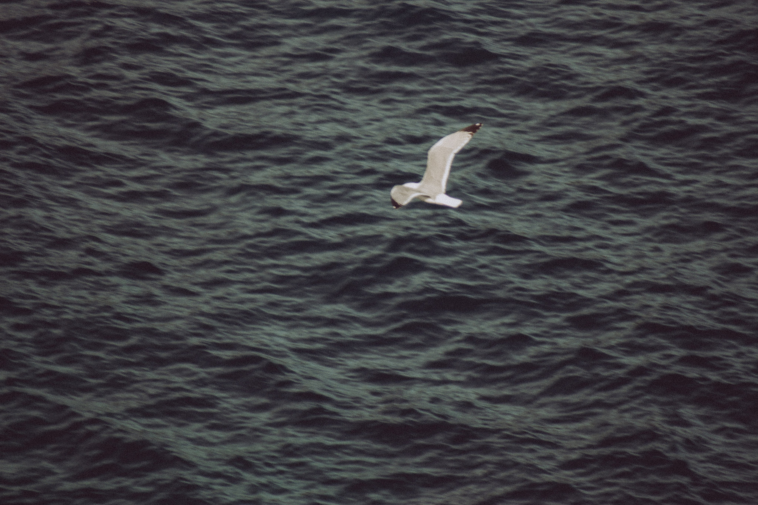 Anse Magaud, Cap Brun, Toulon. Photographe à la Seyne sur Mer, Var