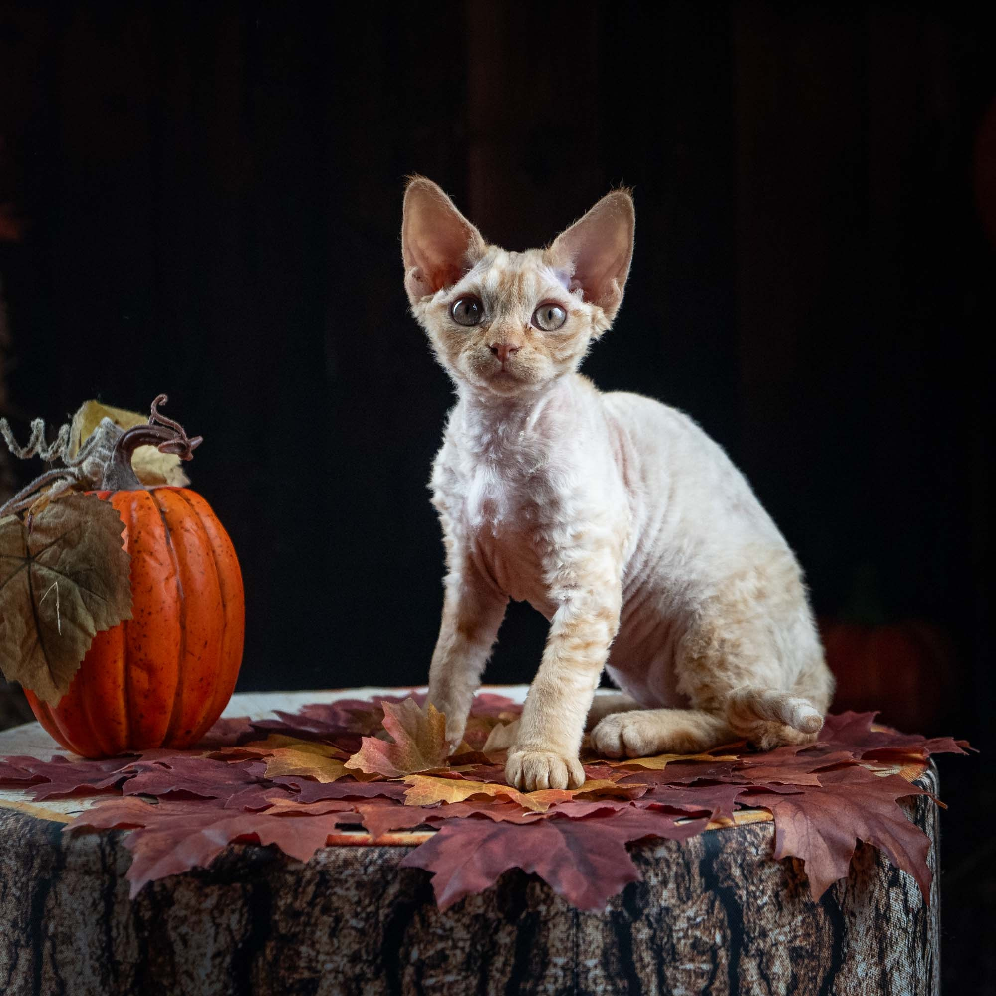 Dorito, boy, born on 06.06.24 SOLD. Devon Rex Pixie Cattery