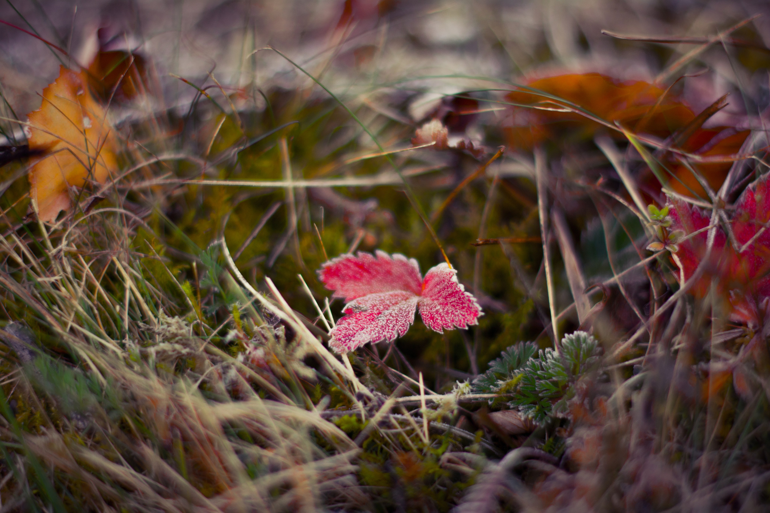 Vopsea pe obiectiv. EverBloom Photography