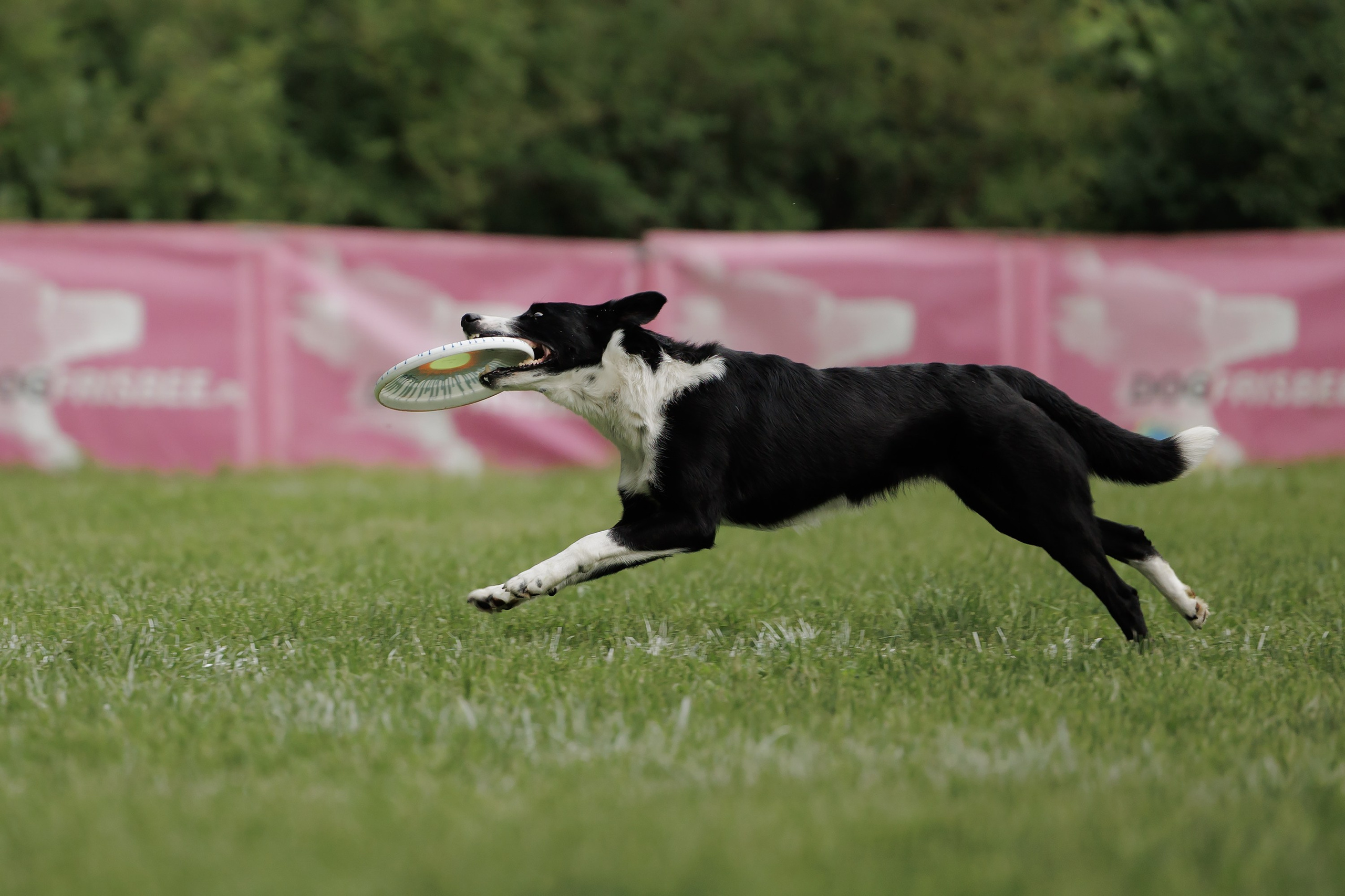 Latające psy, Wrocław'25. Kaja | fotograf psów we Wrocławiu