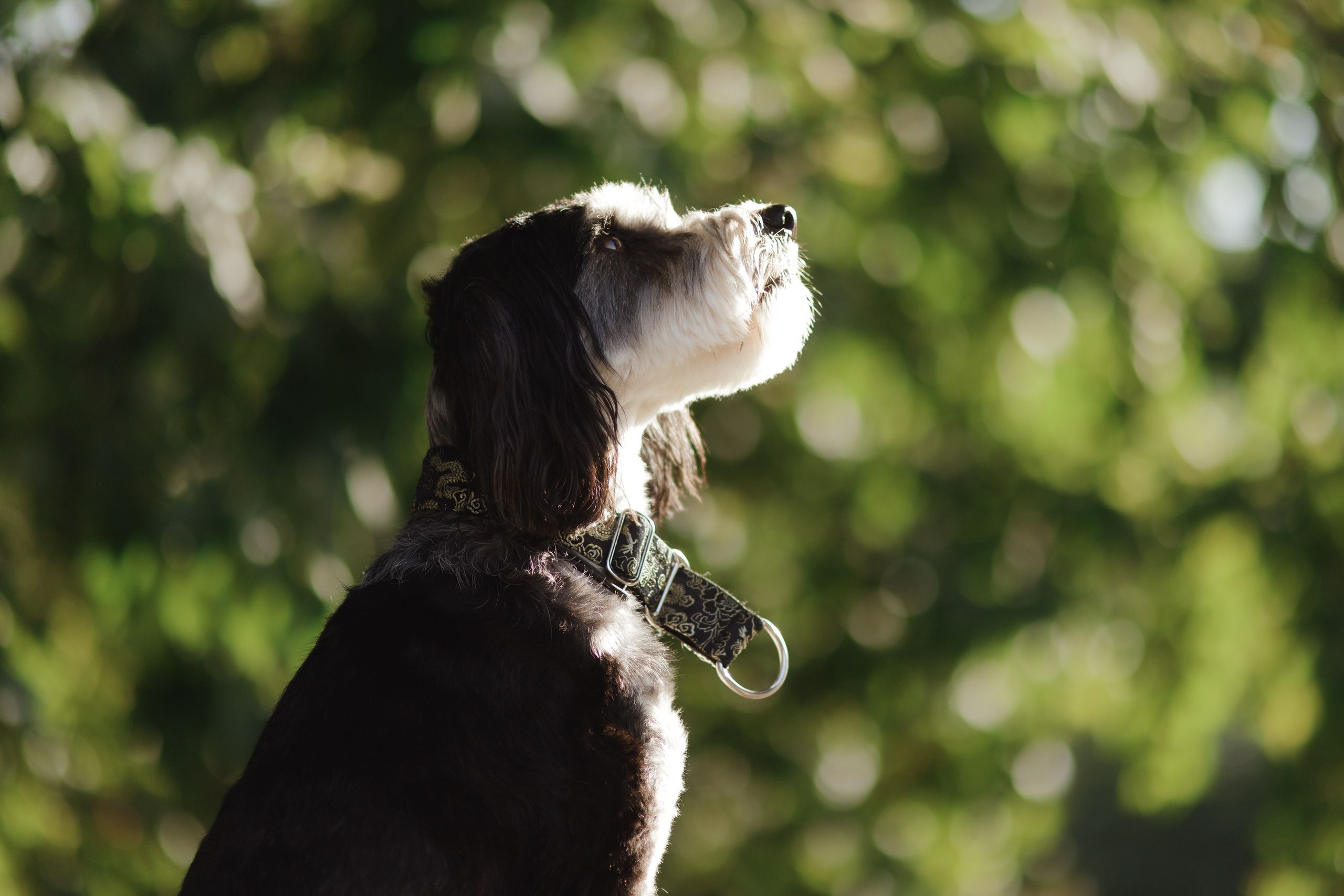 Lera & Flora. Kaja | fotograf we Wrocławiu | ludzie i psy