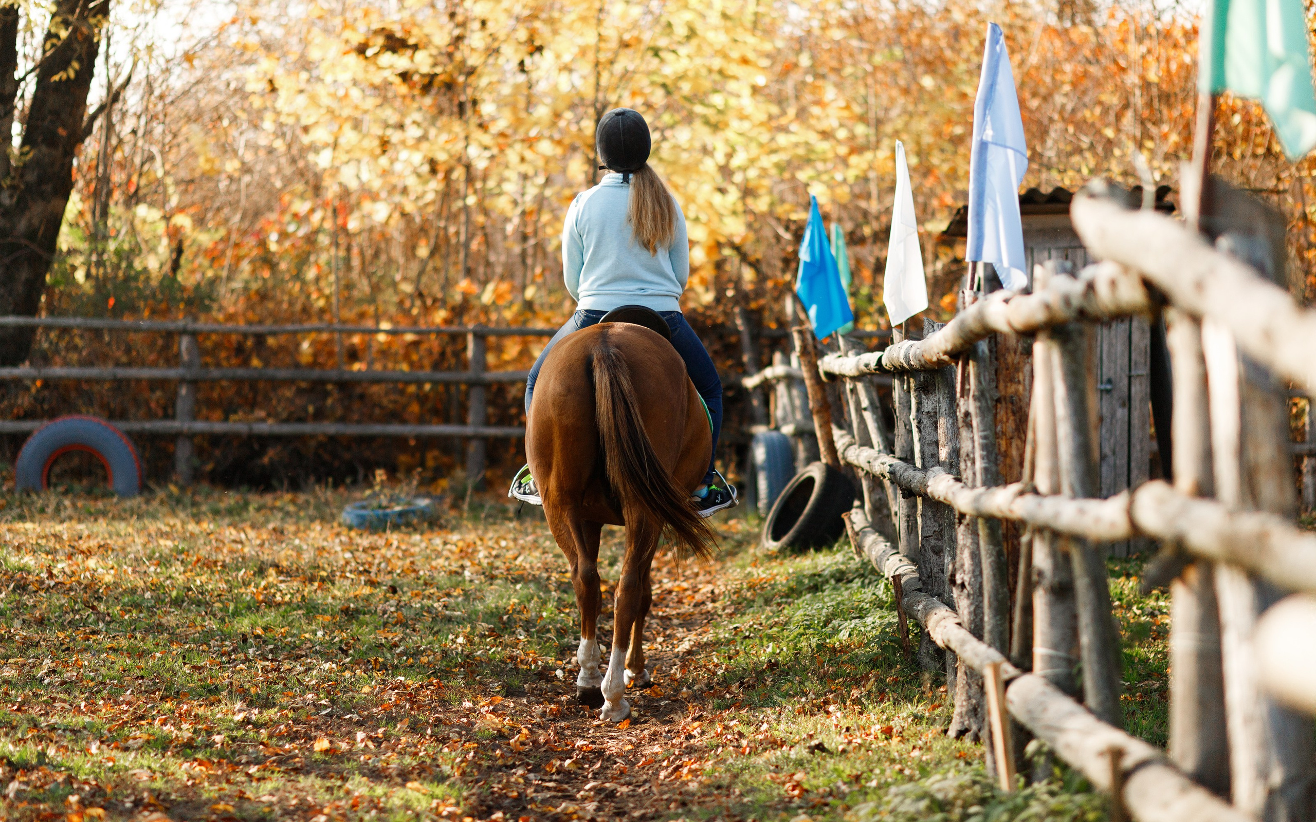 Autumn equestrian training. Kaja | fotograf psów we Wrocławiu