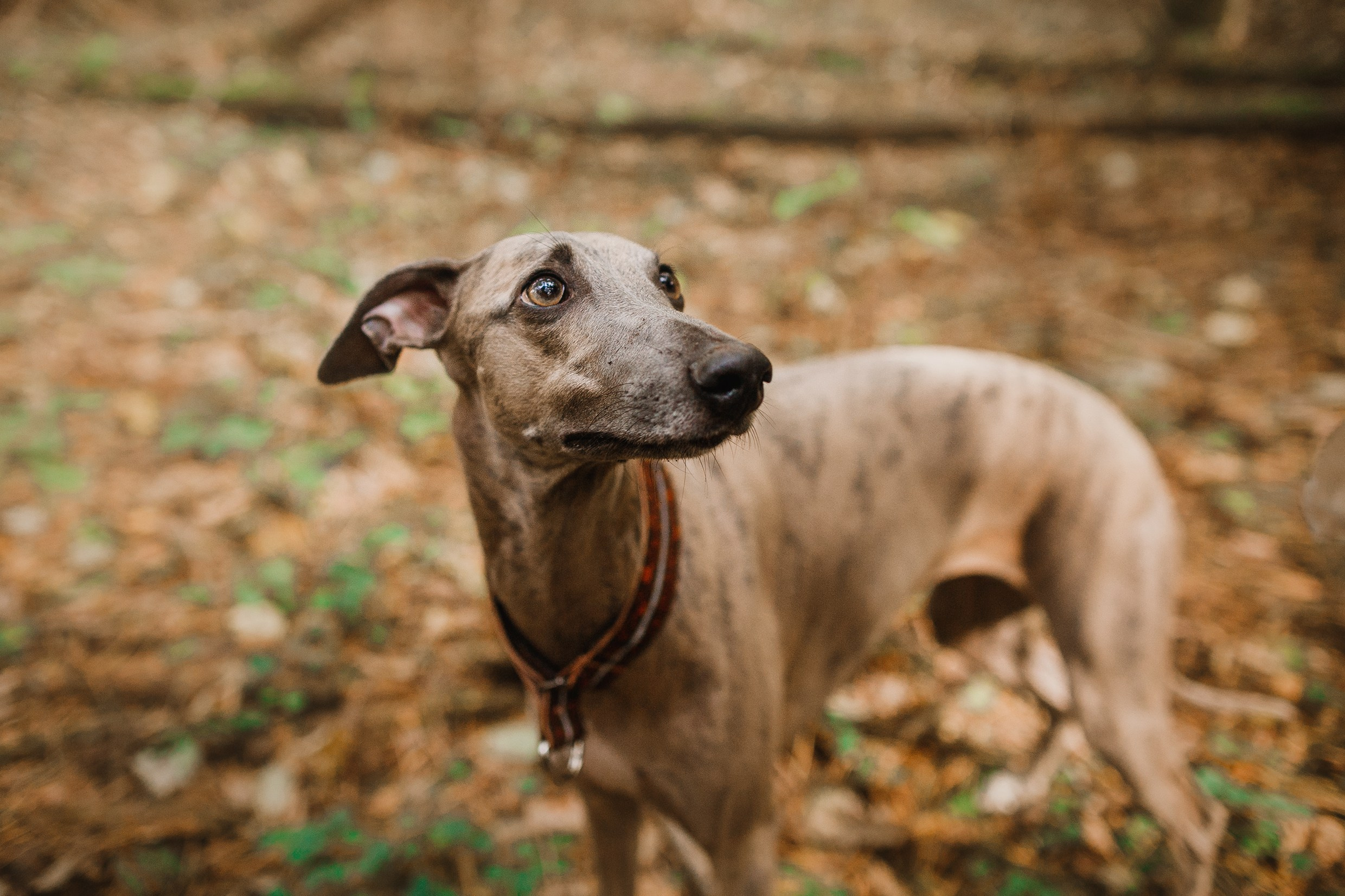 «Kasmach» dogs ammunition. Kaja | fotograf we Wrocławiu | ludzie i psy