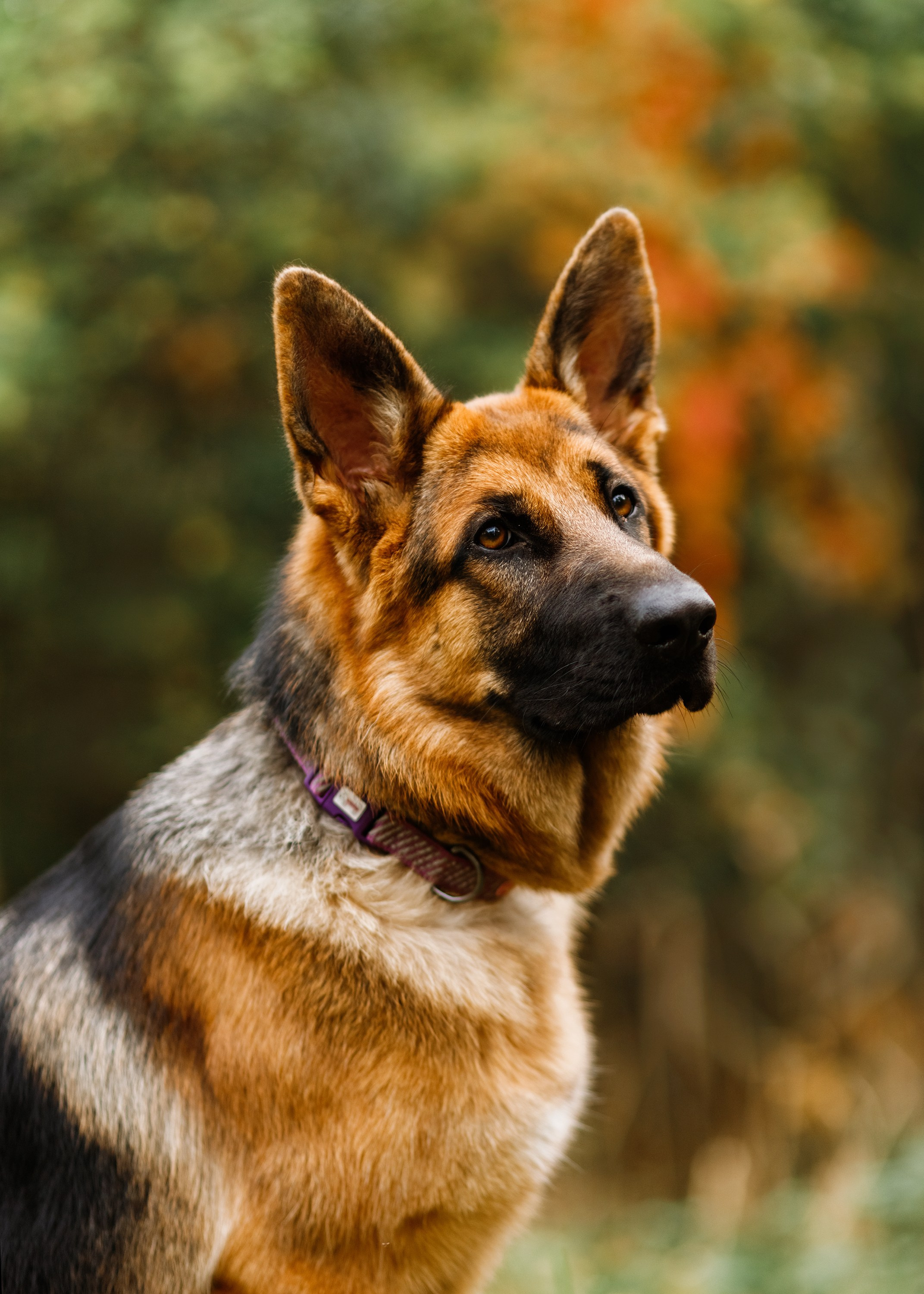 Dog shows | the best ones. Kaja | fotograf psów we Wrocławiu