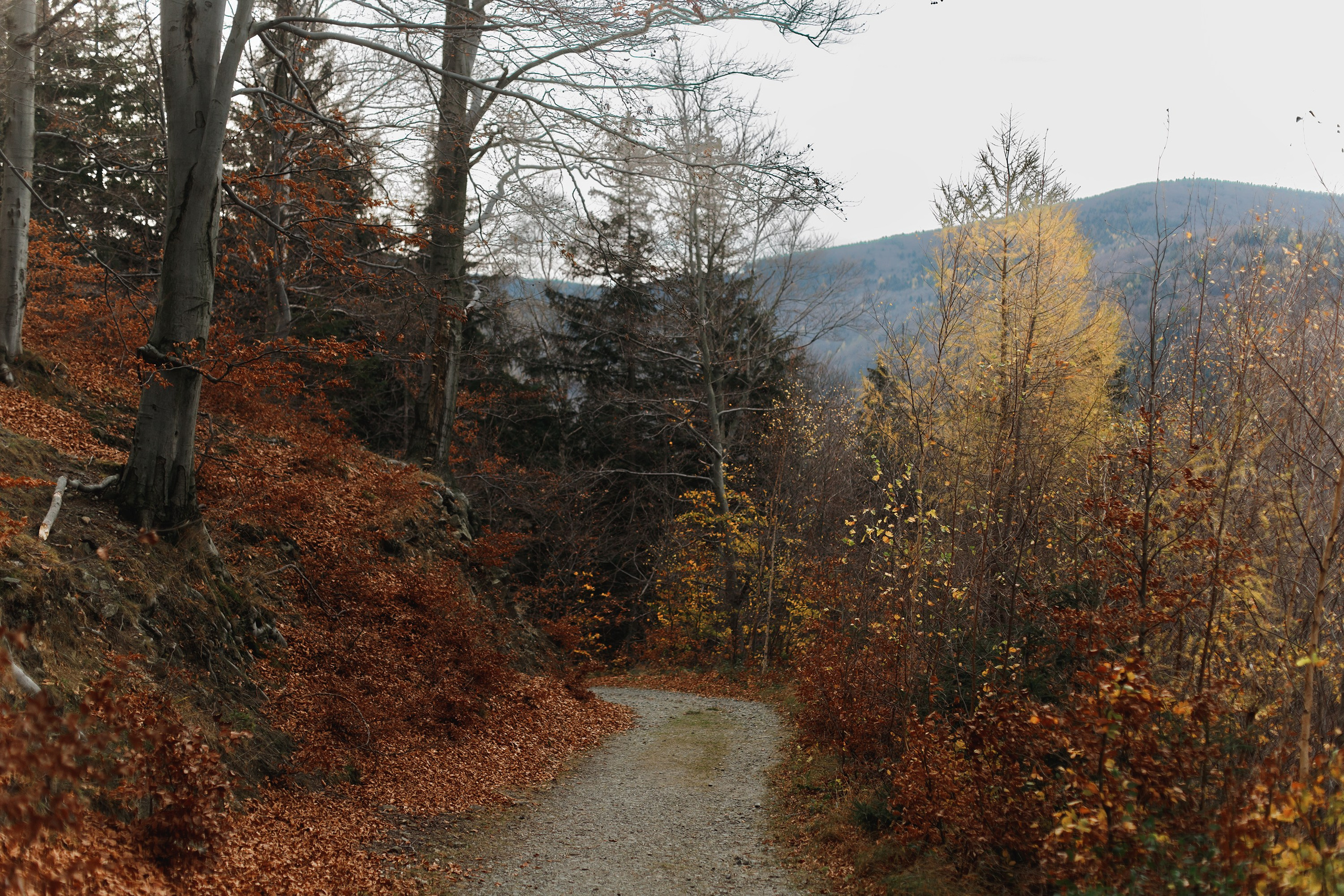 Sowie góry. Kaja | fotograf we Wrocławiu | ludzie i psy
