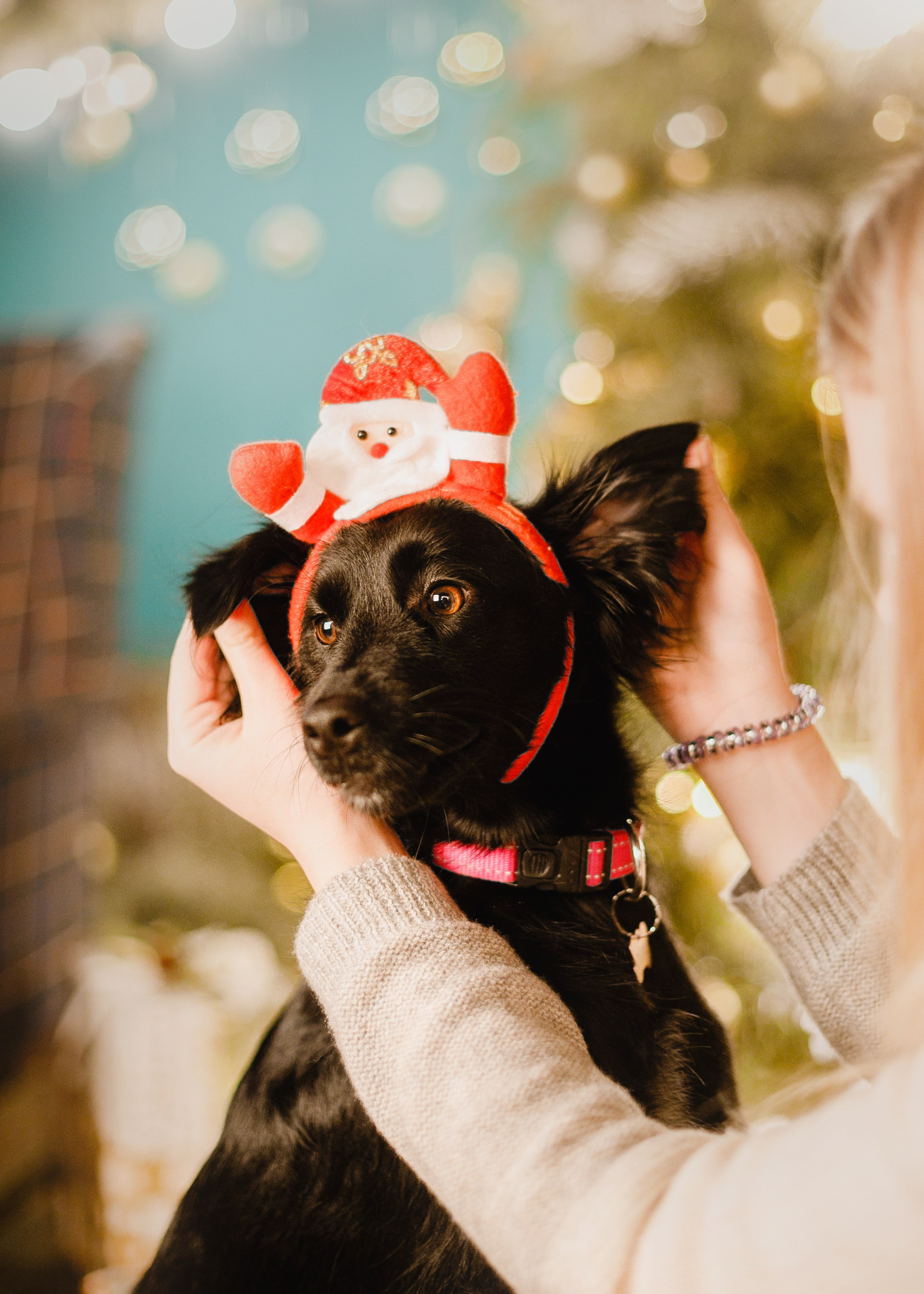 Lana, Edgar and Mucha | new year studio. Kaja | fotograf psów we Wrocławiu