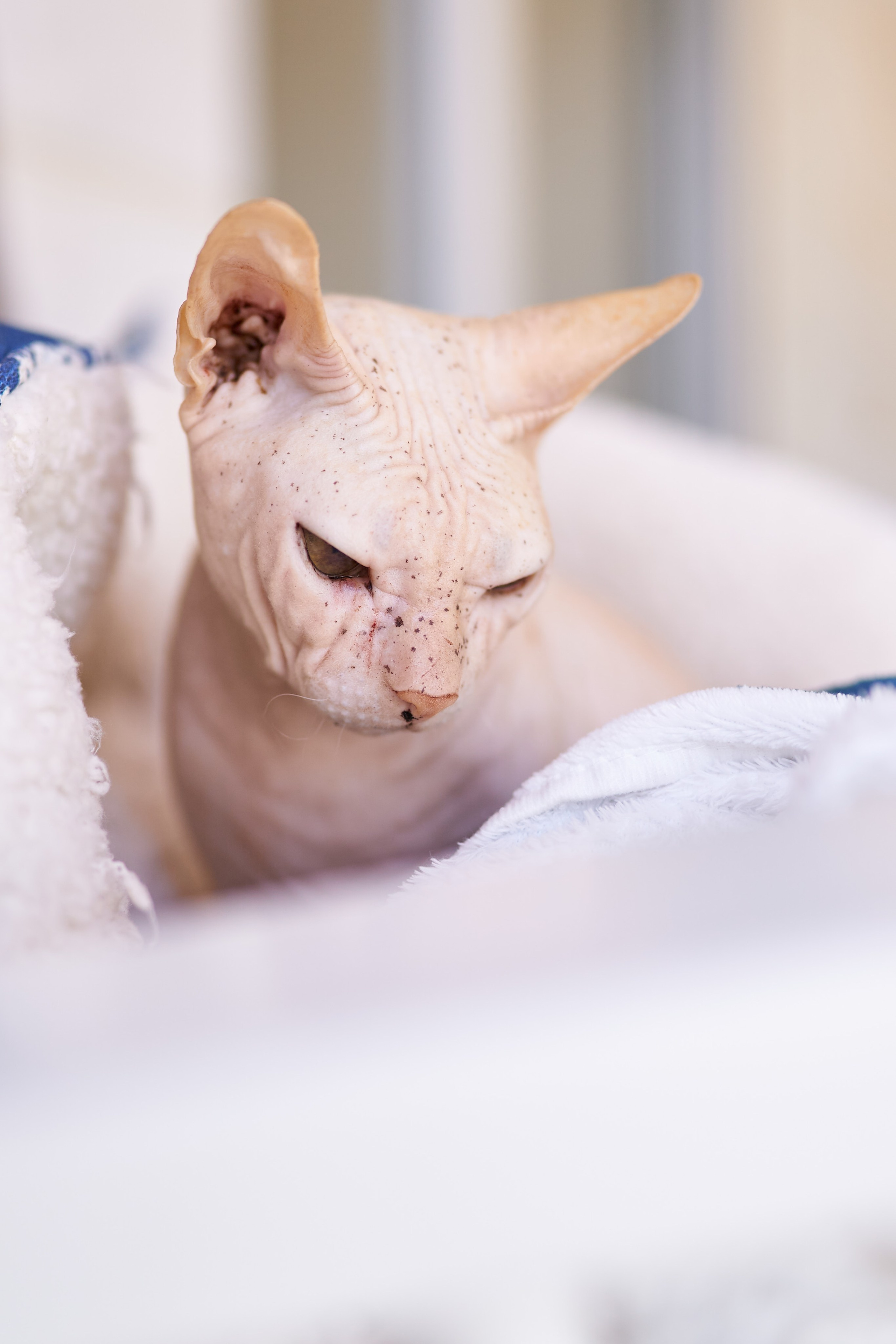 Sonya — is 1 year old. צלם אלכס ברט בישראל