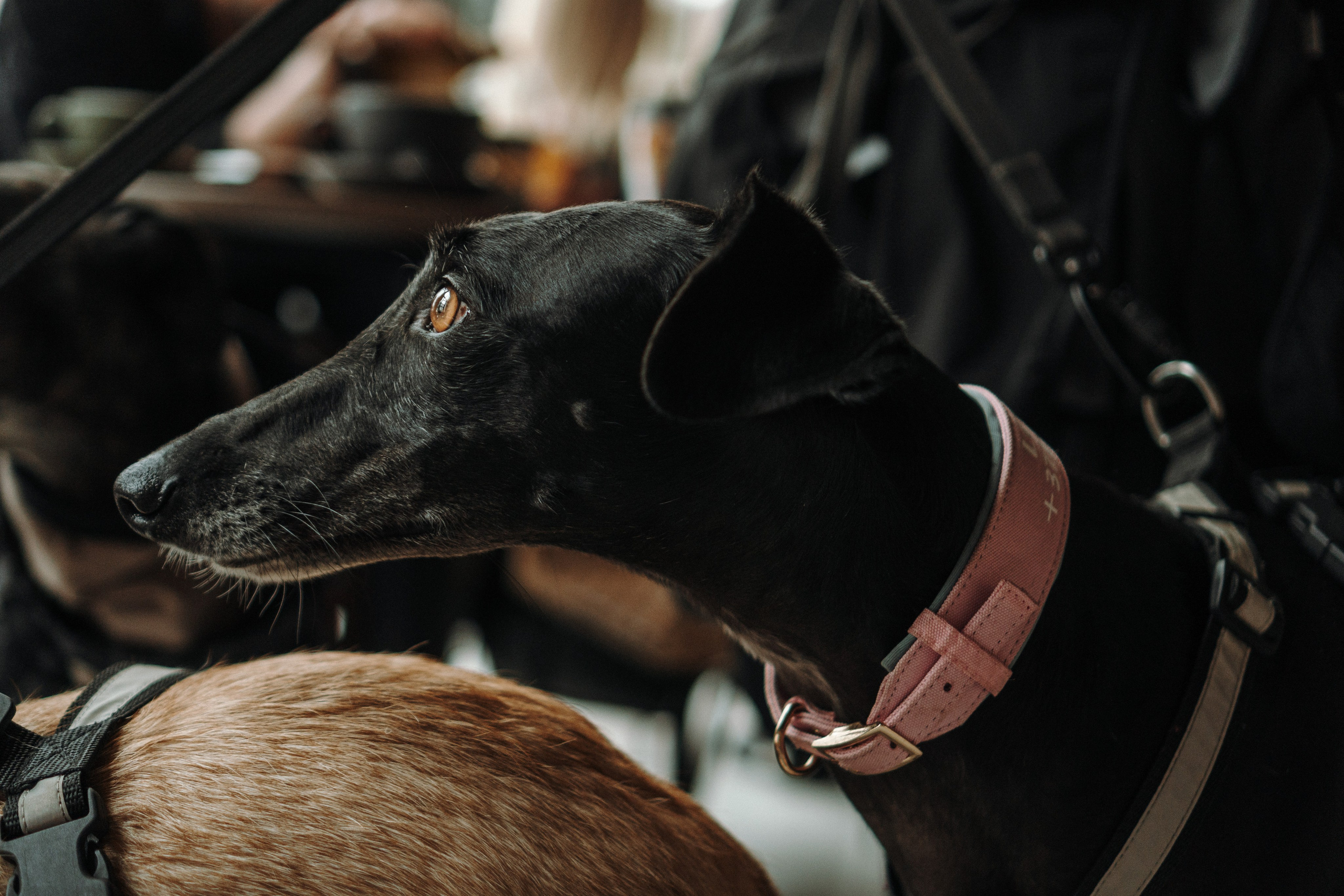 GalgoTreff / Mia Pagar 1 may, 2025. Kat Laisaar — Pet photographer in Tallinn