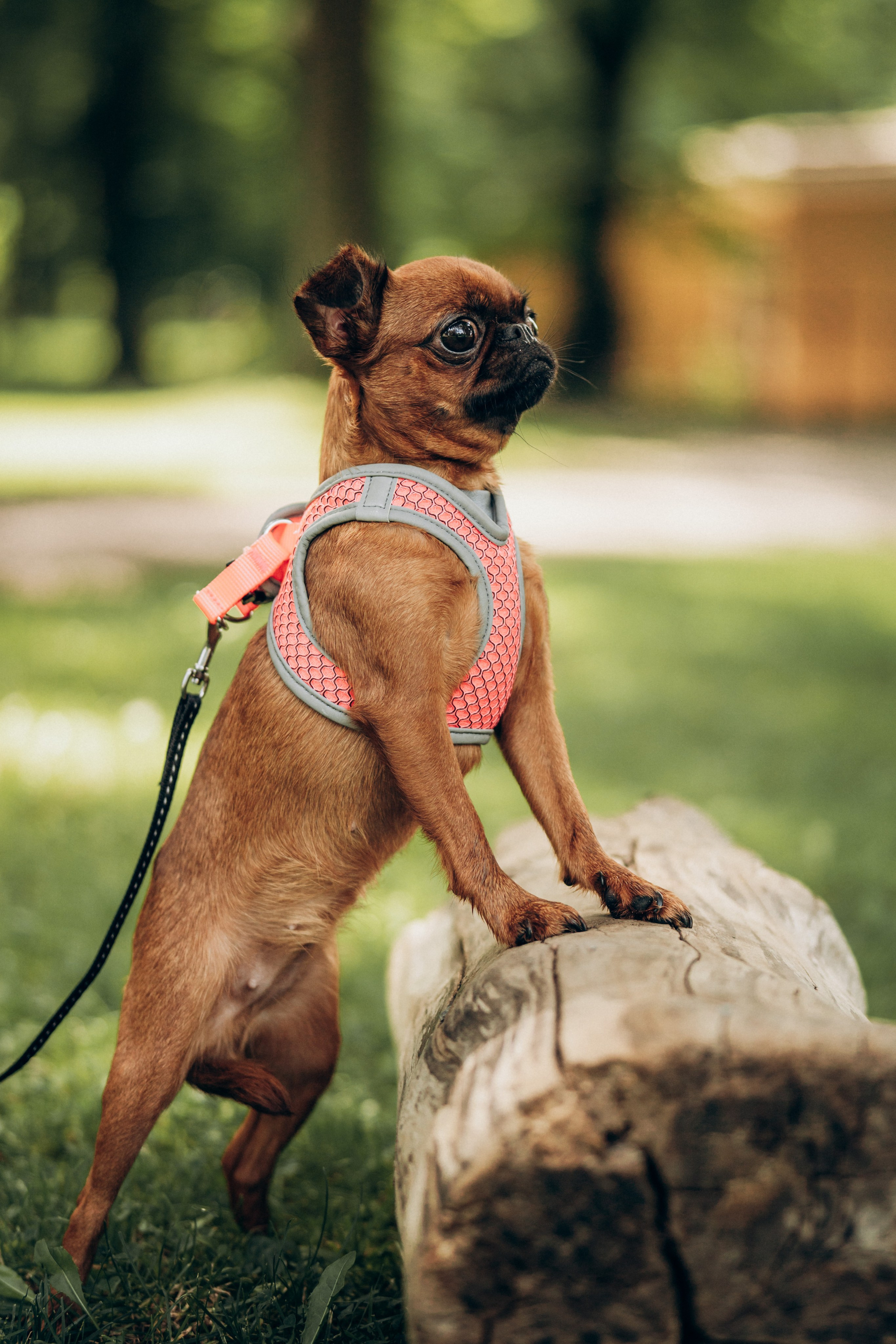 Natalia, Janik, Nusha & Betty. Фотограф-анималист в Таллинне, Катя Лайсаар
