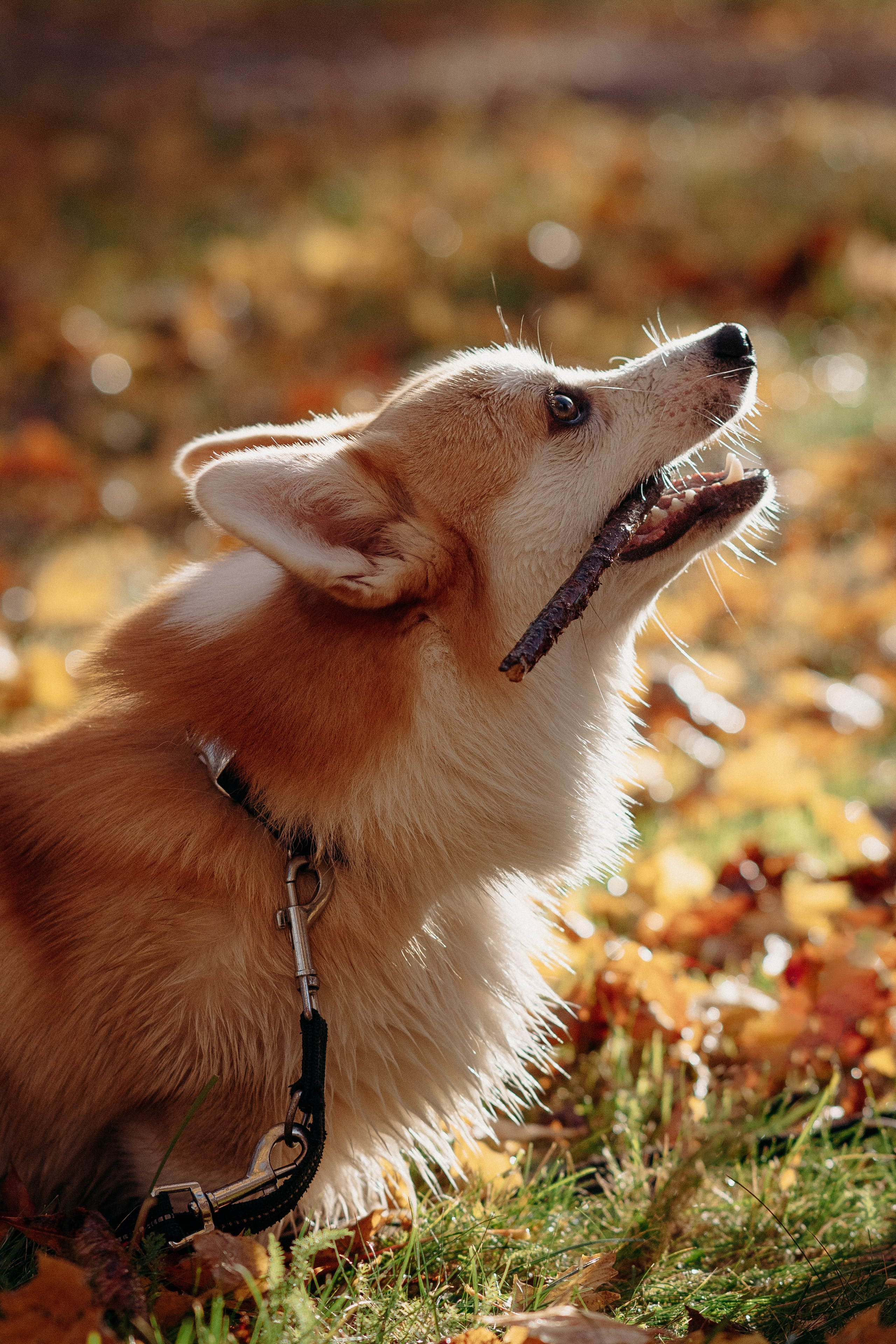 Liisa, Alexander & Marsel. Фотограф-анималист в Таллинне, Катя Лайсаар