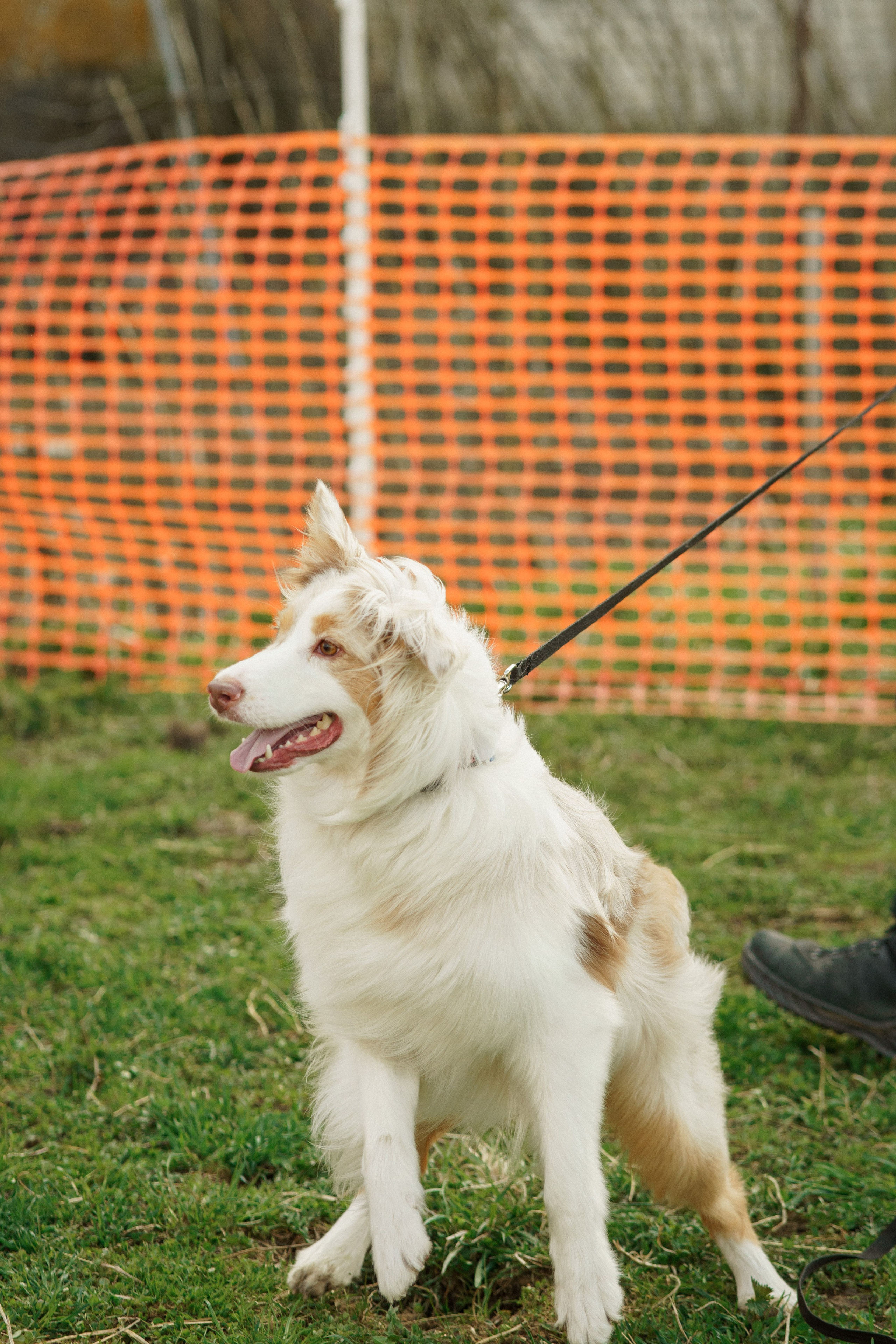Herding Days, 26 apr. 2025. Kat Laisaar — Pet photographer in Tallinn