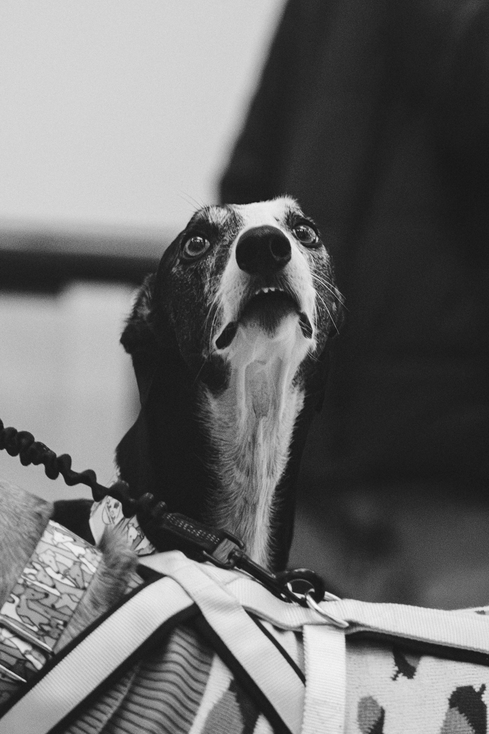 GalgoTreff / Solaris keskus 16 november. Kat Laisaar — Pet photographer in Tallinn