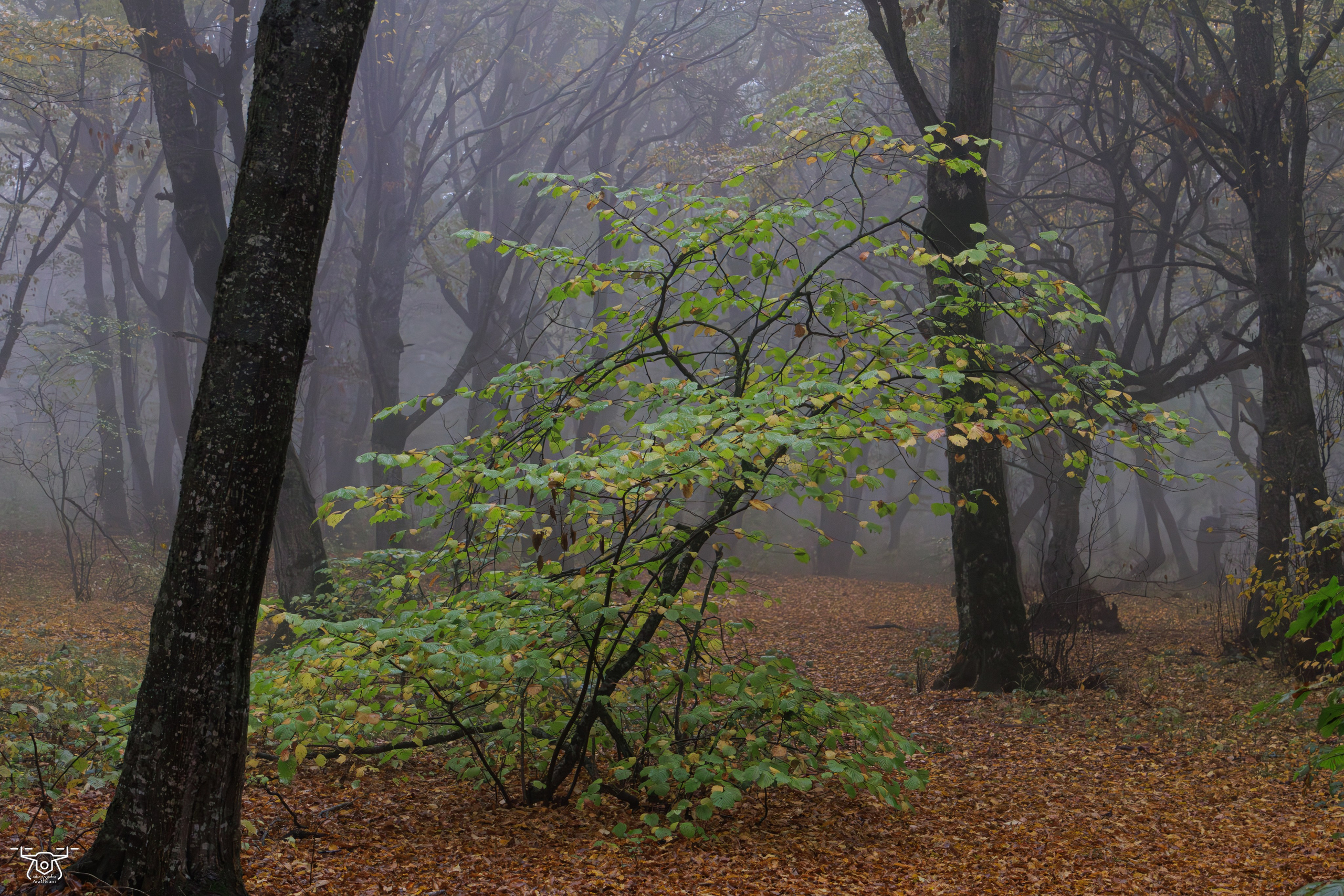 კოჯრის ტყის ნისლები. FramefreeMan