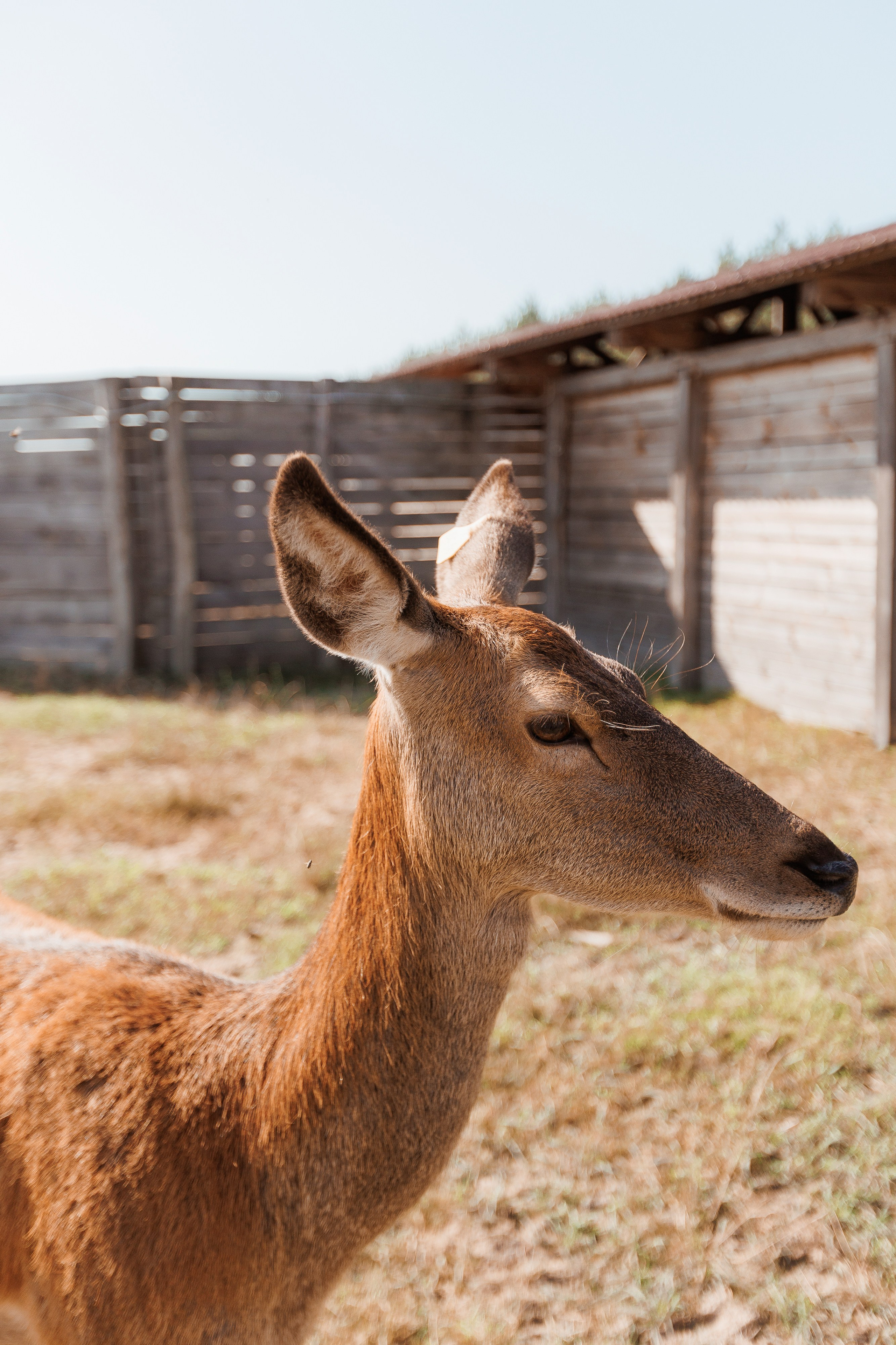 Екопарк Аміла. Ірина Терещук