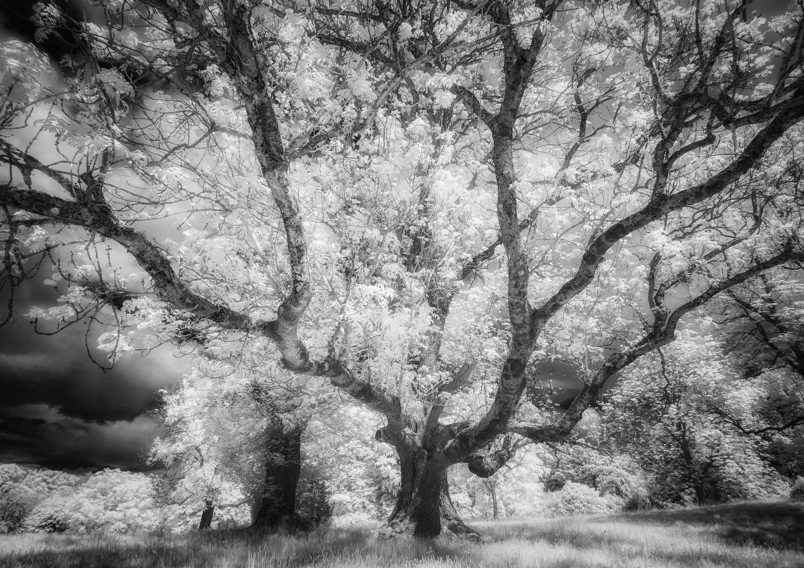 Trees. Infrared Scotland