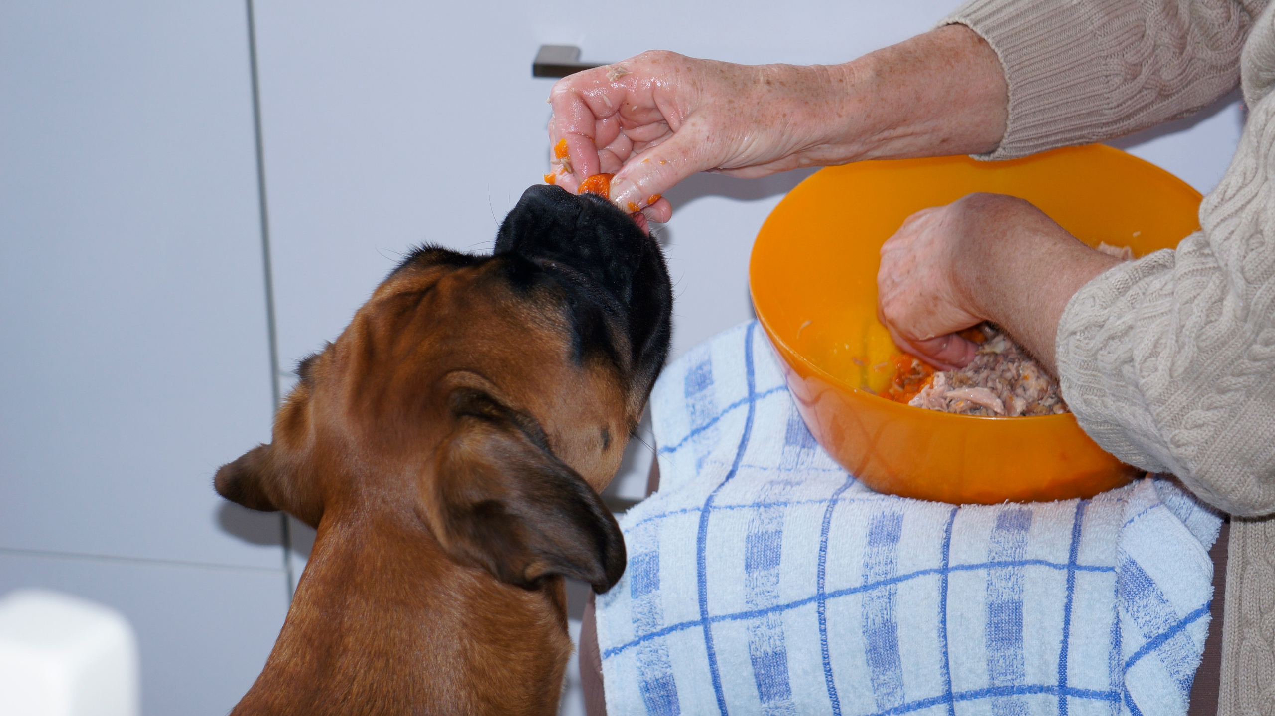 My ״Star״ Boxer Dog