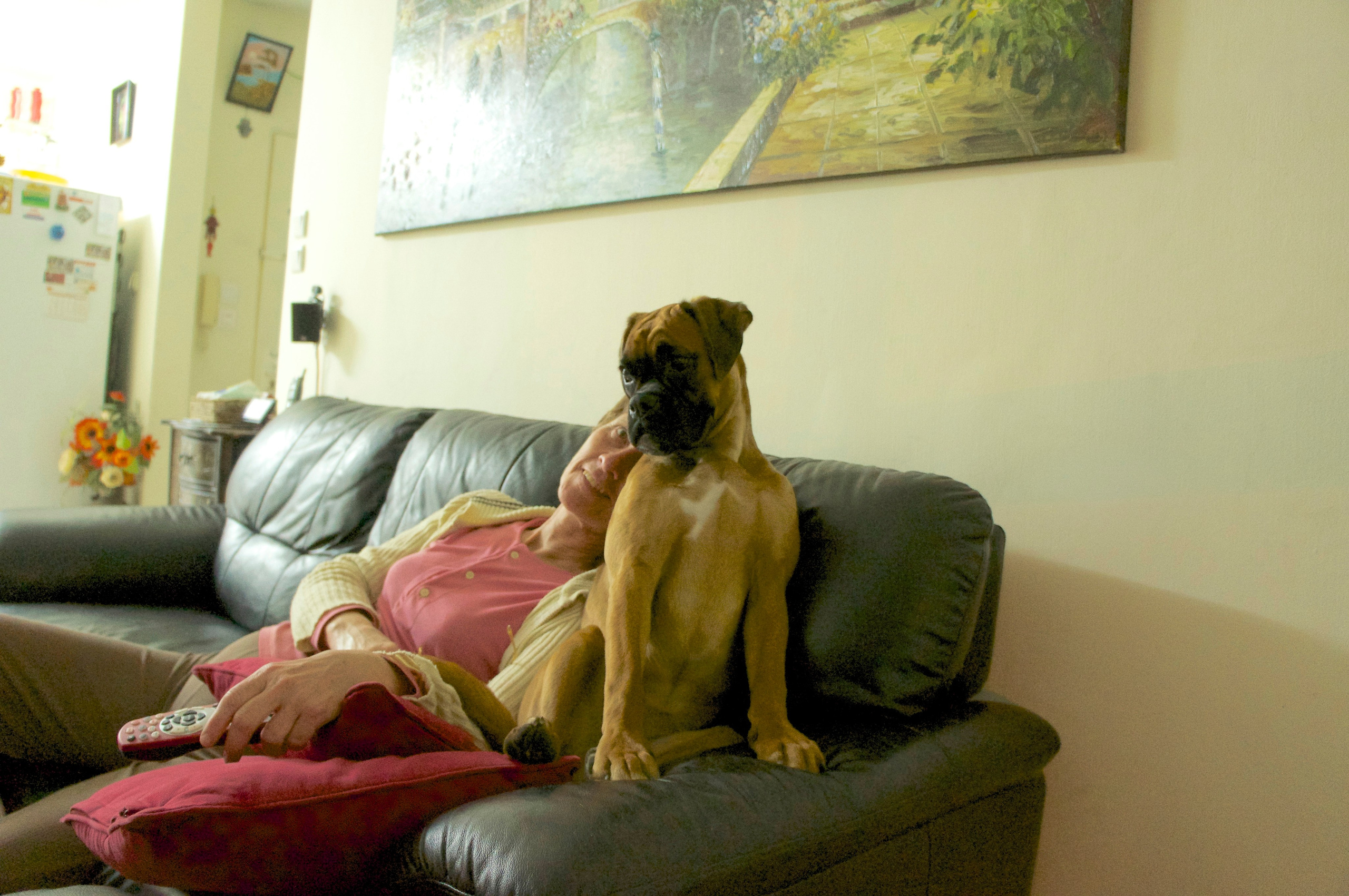 My ״Star״ Boxer Dog