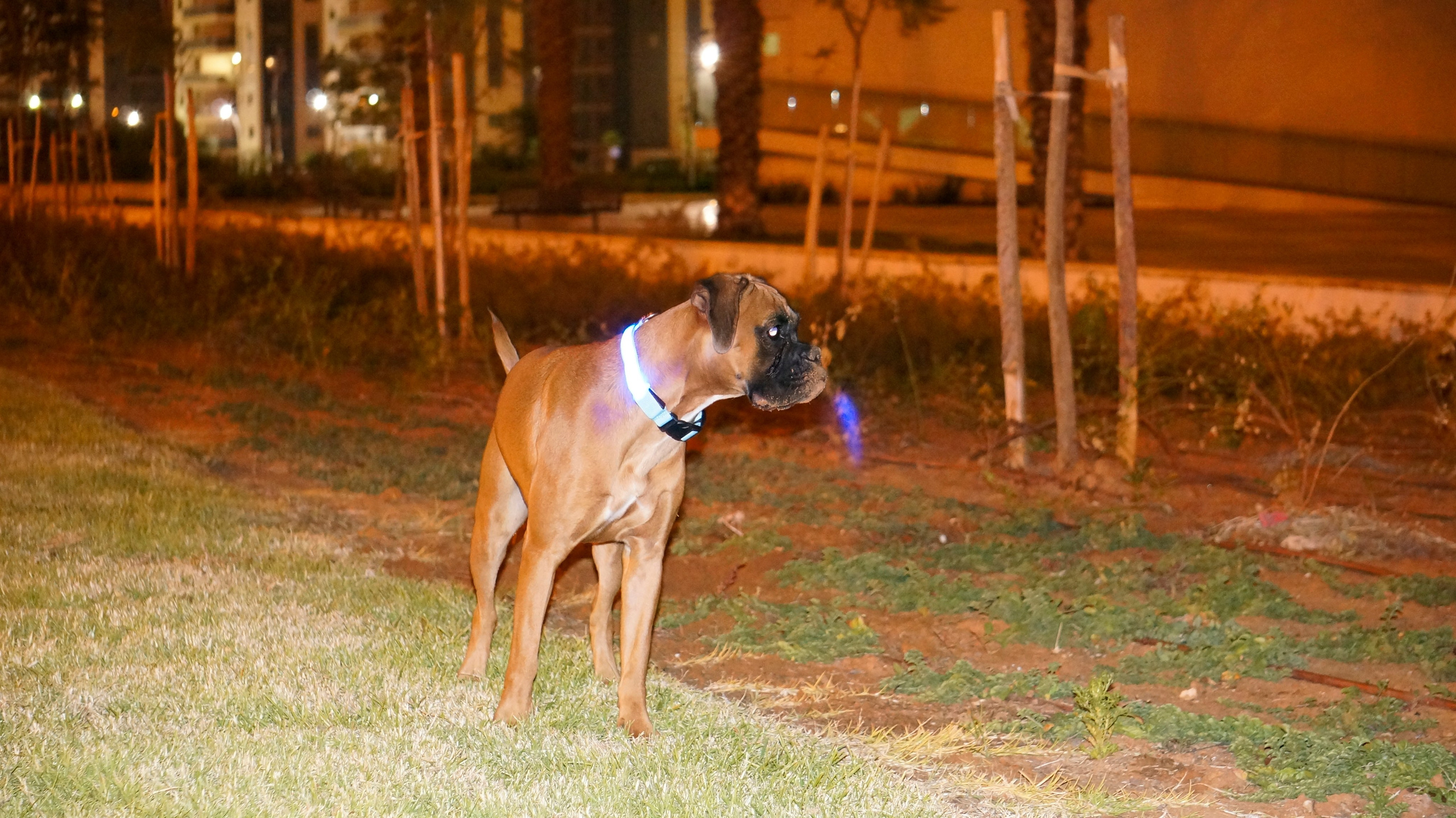 My ״Star״ Boxer Dog