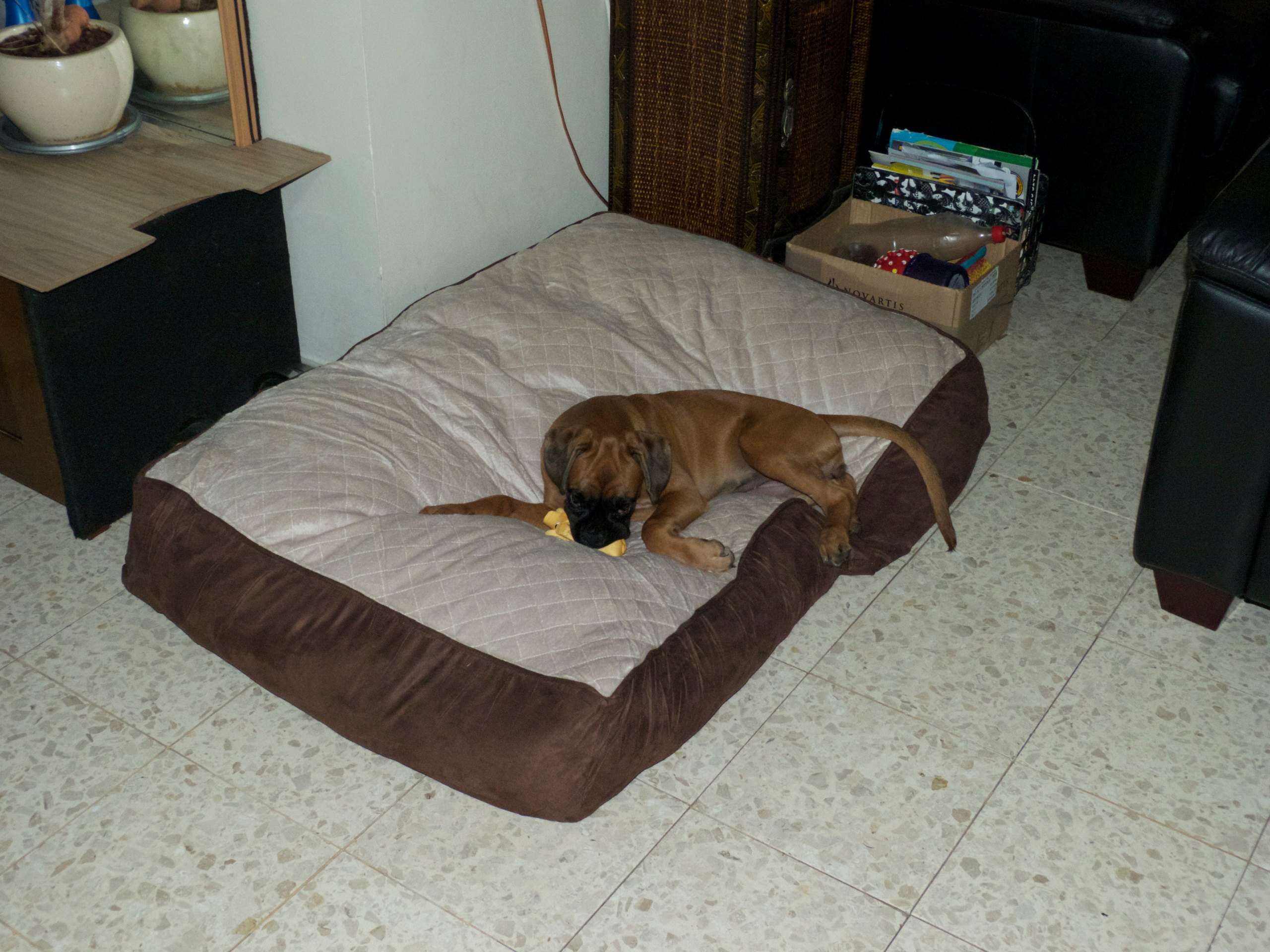 My ״Star״ Boxer Dog