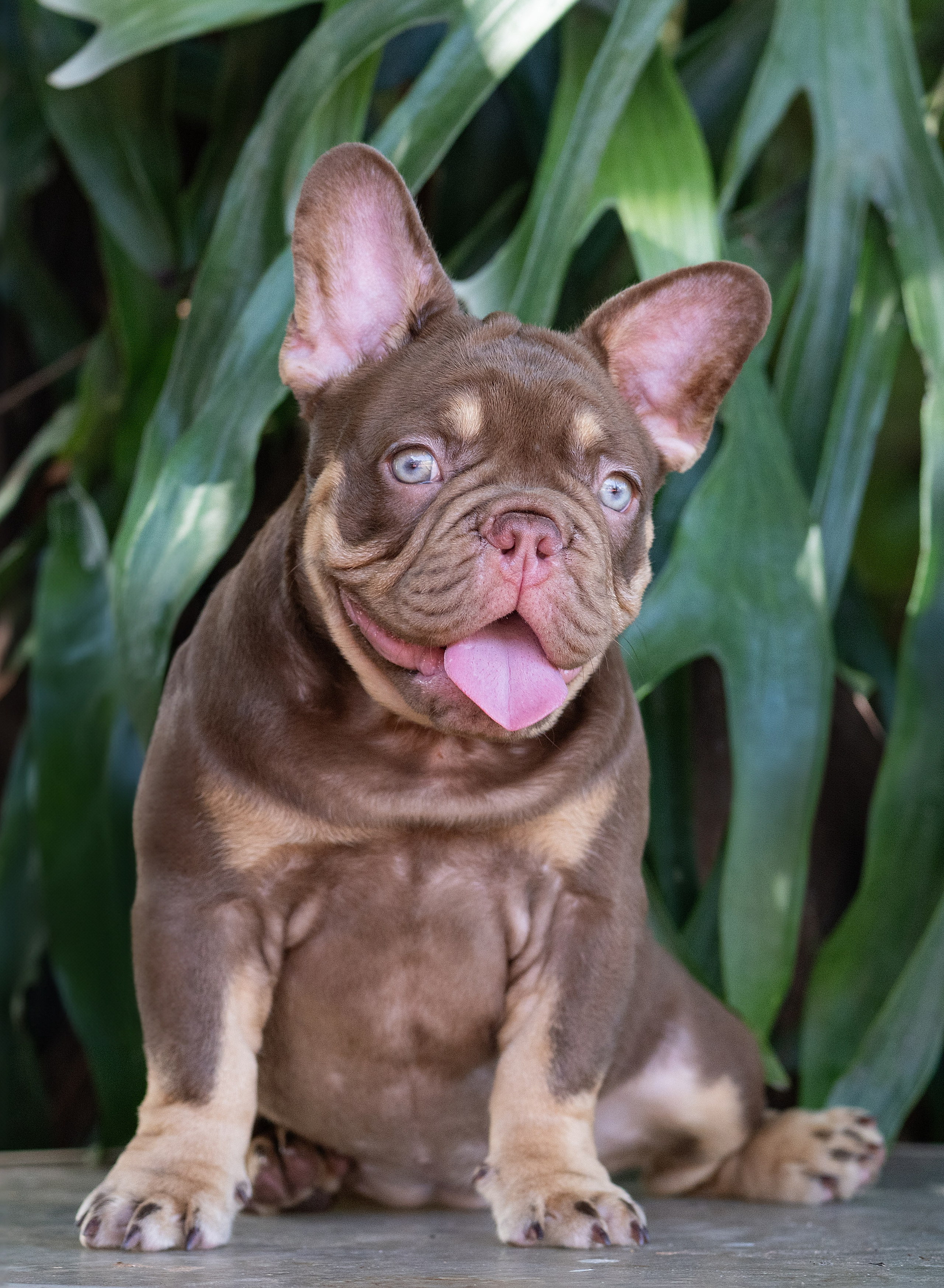French Bulldogs. Katerina Royter Pet Photographer North Florida