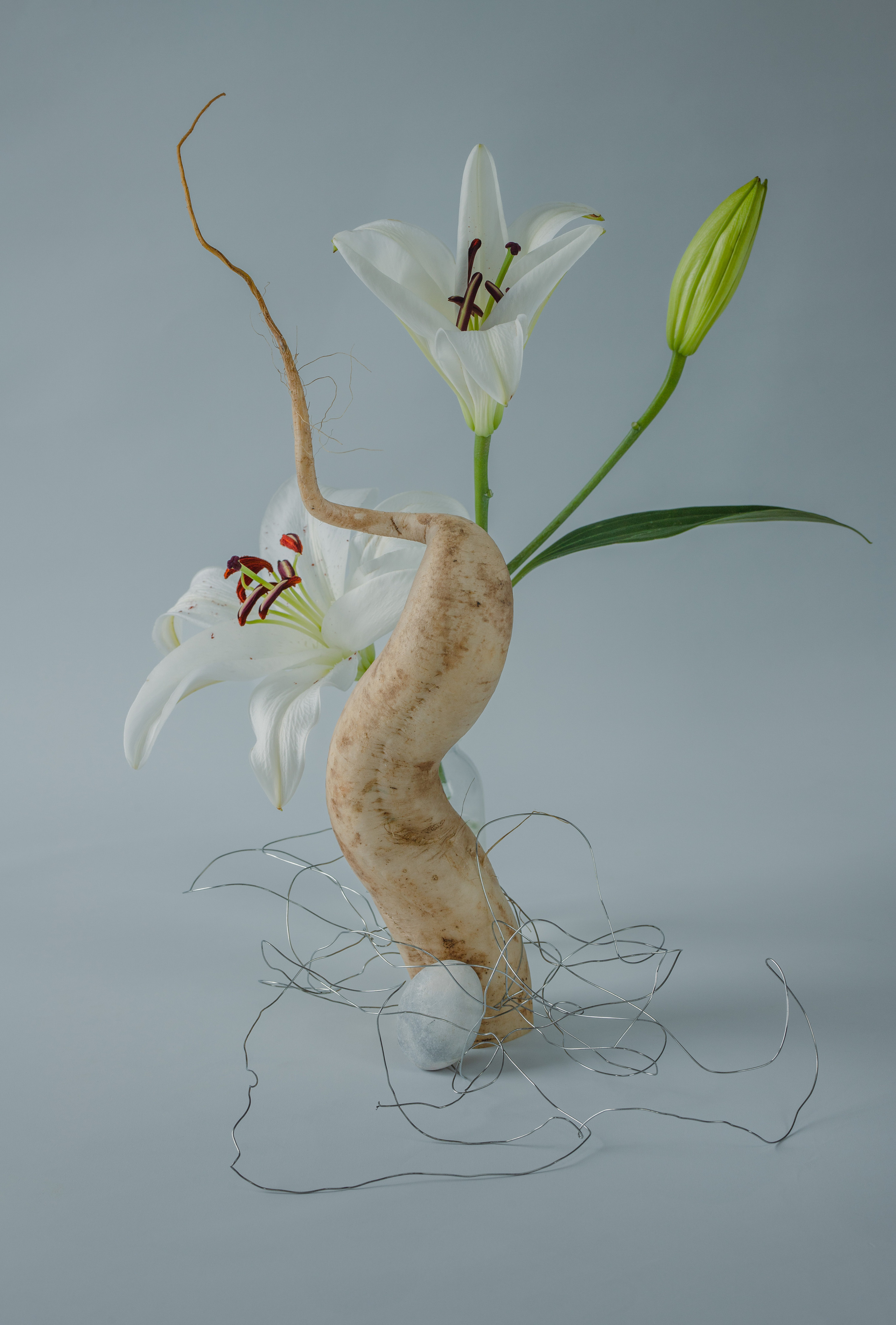 Underground plants (ongoing). Marina Tsaregorodtseva Fine Art photographer, London