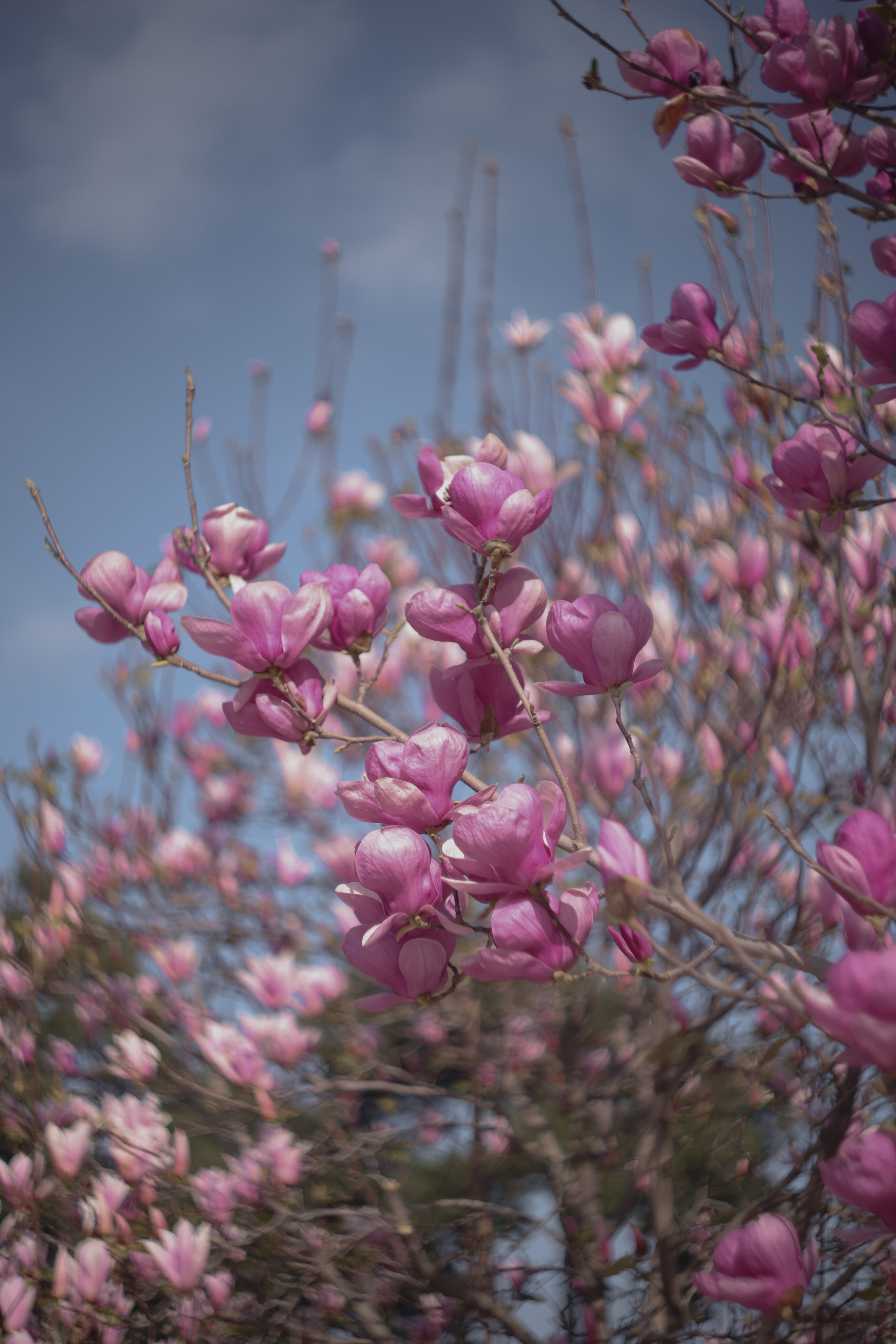 Фотосессия в Магнолии. Фото с магнолией. Магнолия цветет в Кемере. Весна в Кемере. Что цветет в Турции? Что посетить в Кемере. Фотограф в Анталии. Фотограф в Турции. Фотограф в Белеке. Фотограф в Алании. Фотограф Аланья. Фотограф Анталья. Фотограф Белек. Фотограф Турция. Фотограф Каш. Фотограф Бодрум. Свадебнвй фотограф в Турции. Организатор свадеб в Турции . Оранизатор свадеб в Алании. Организатор свадеб в Анталии. Что цветет в Турции. Что цветет на анталийском побережье.
