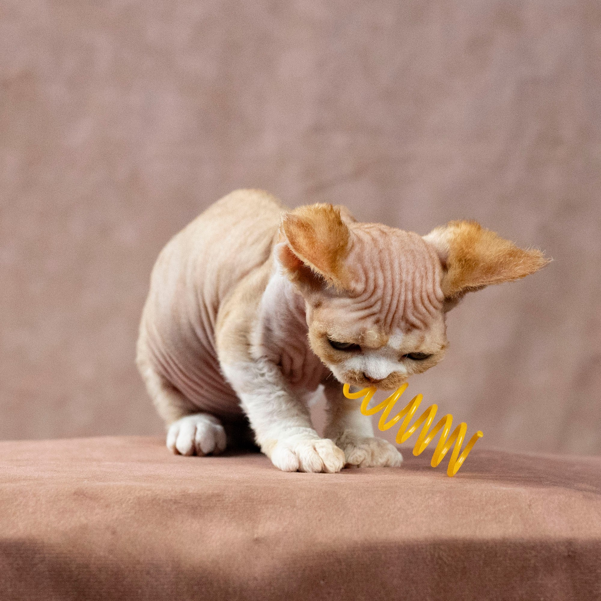 Dobby, boy. Devon Rex Pixie Cattery