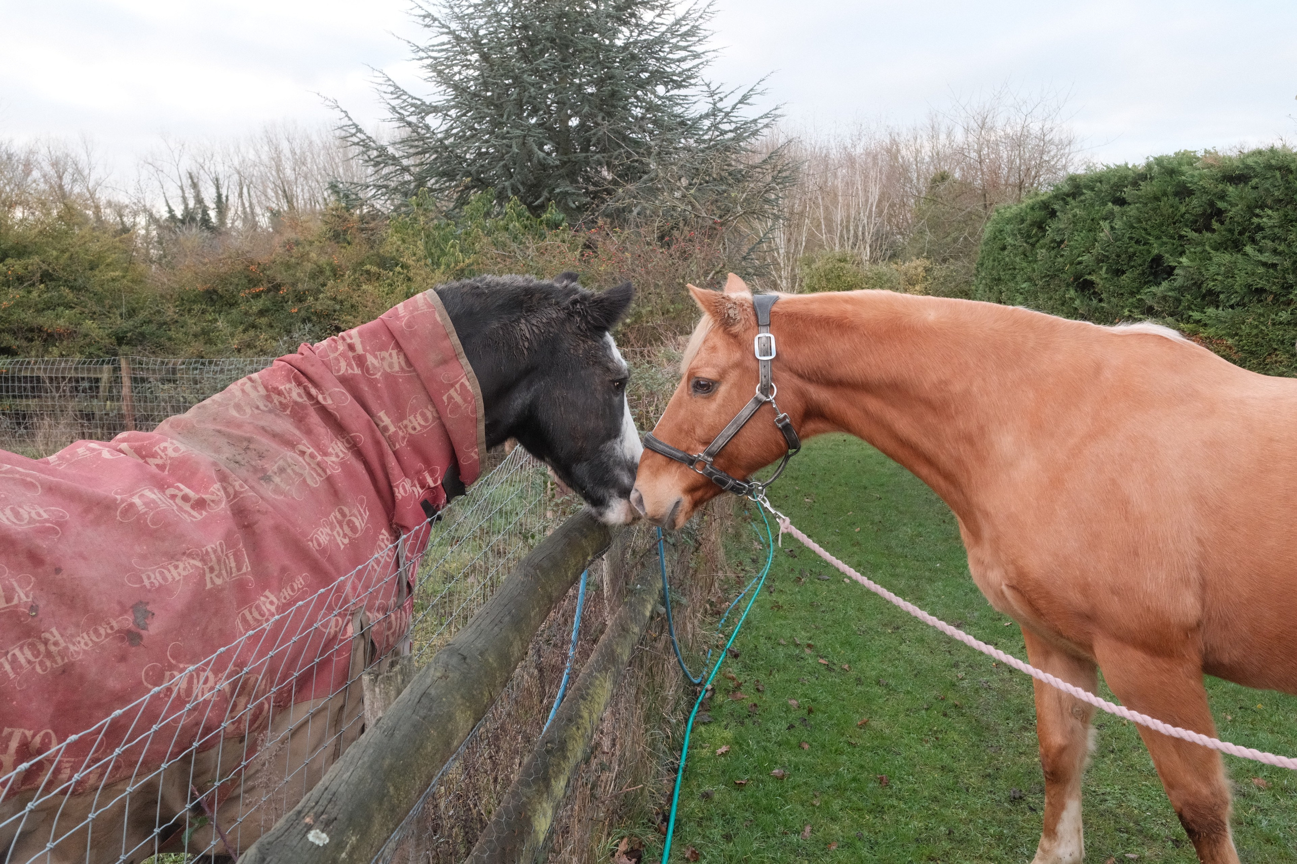 Portrait photography with Fudge the horse. Cal Takes Photos