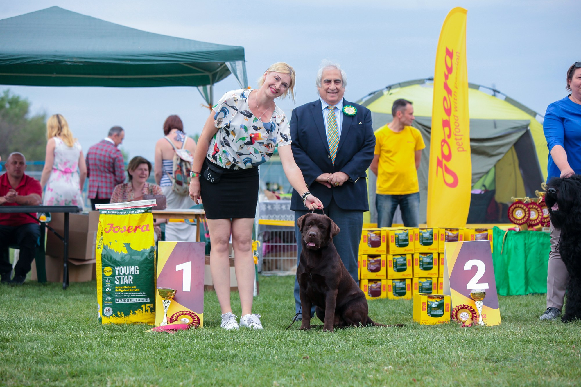 Newton. Цуценята лабрадор ретривера, Дніпро, Україна