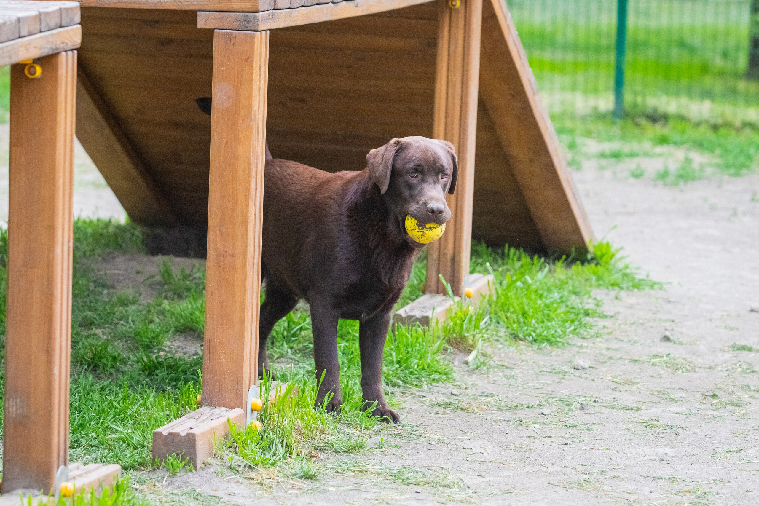 Da Vinci. Цуценята лабрадор ретривера, Дніпро, Україна