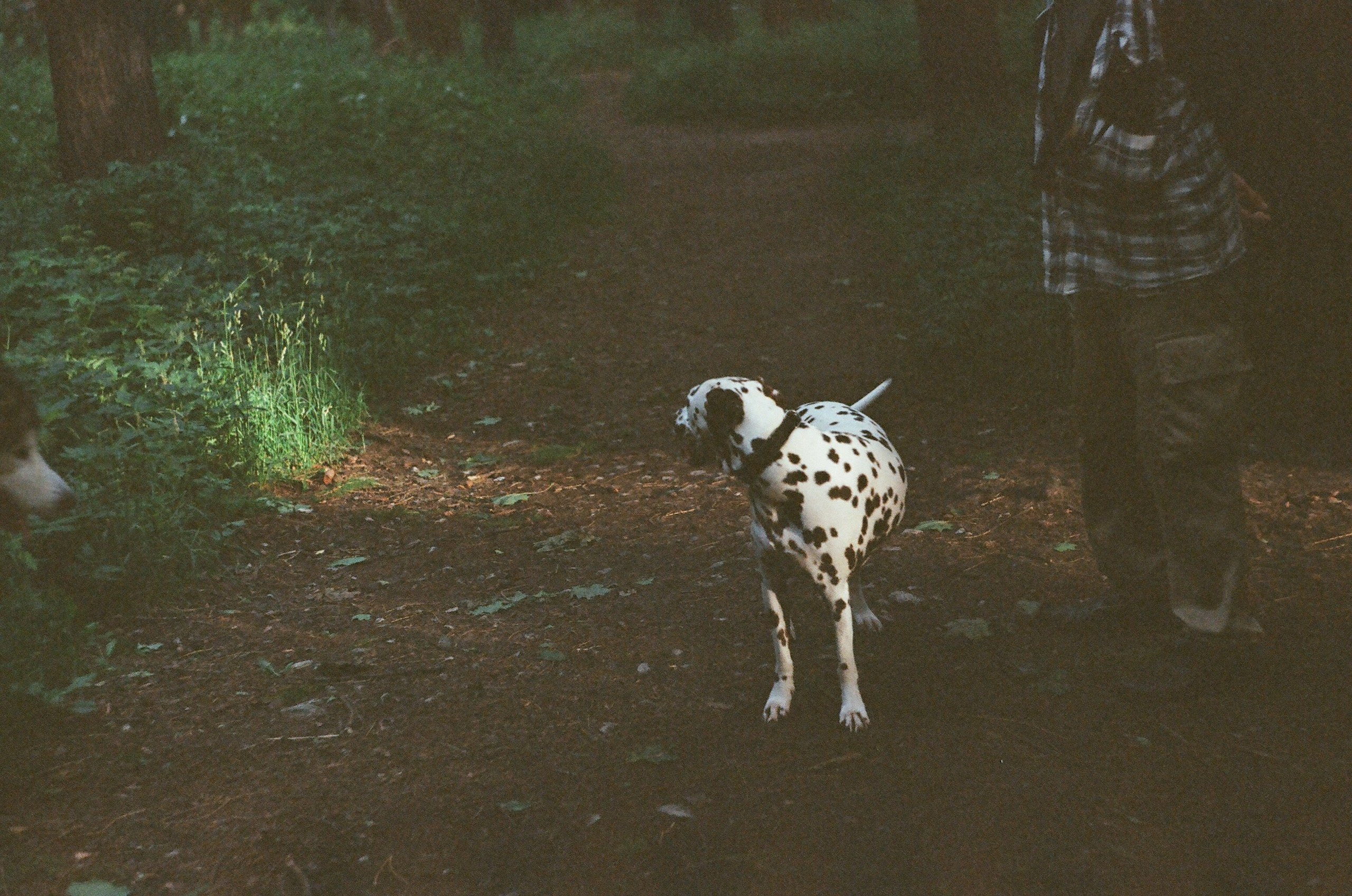 Animals. Elena Zykova film photographer in London