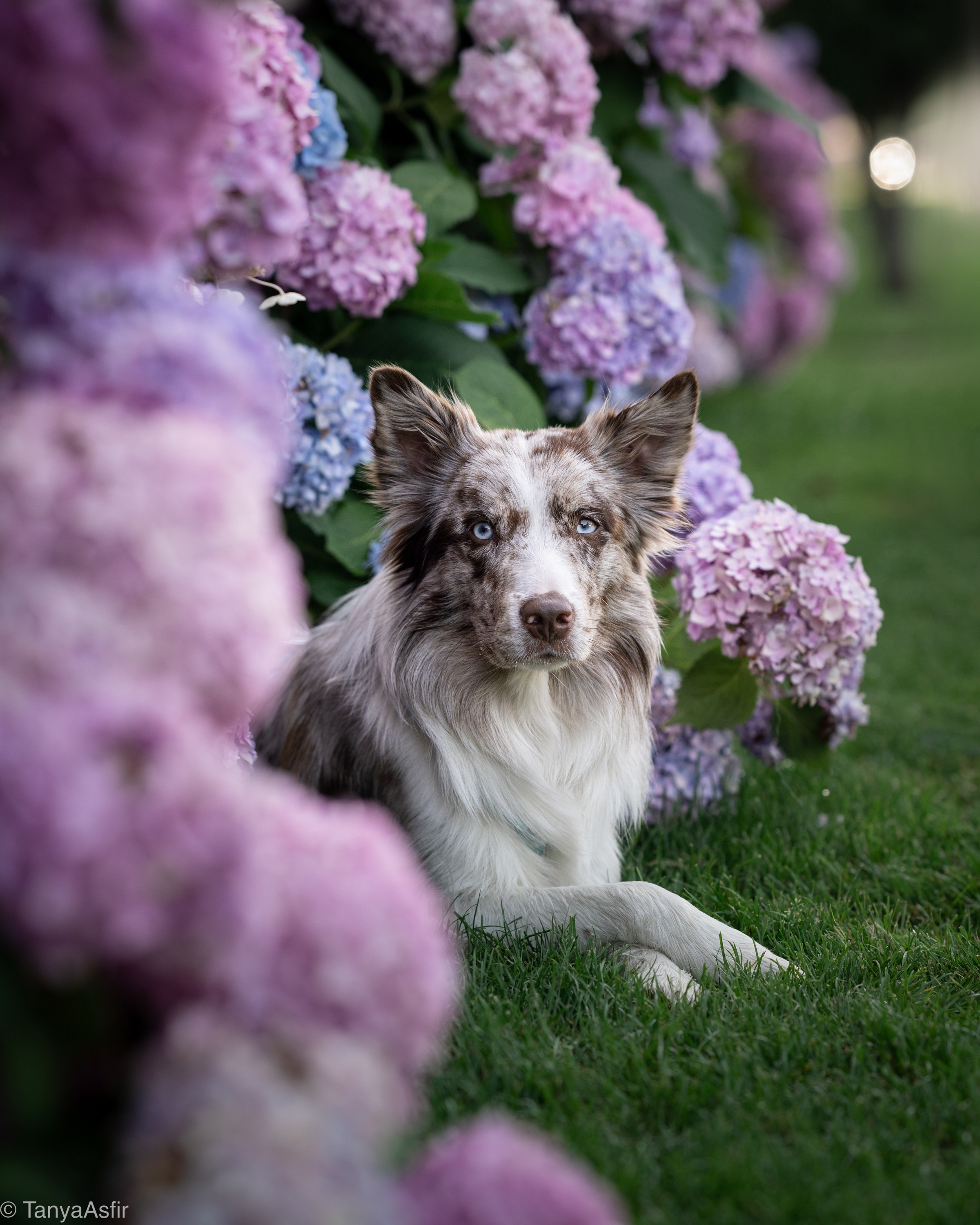 Outdoor Pet Photography by Tanya Asfir, Belgrade. Tanya Asfir — Pet & Animal Photographer | Belgrade, Serbia