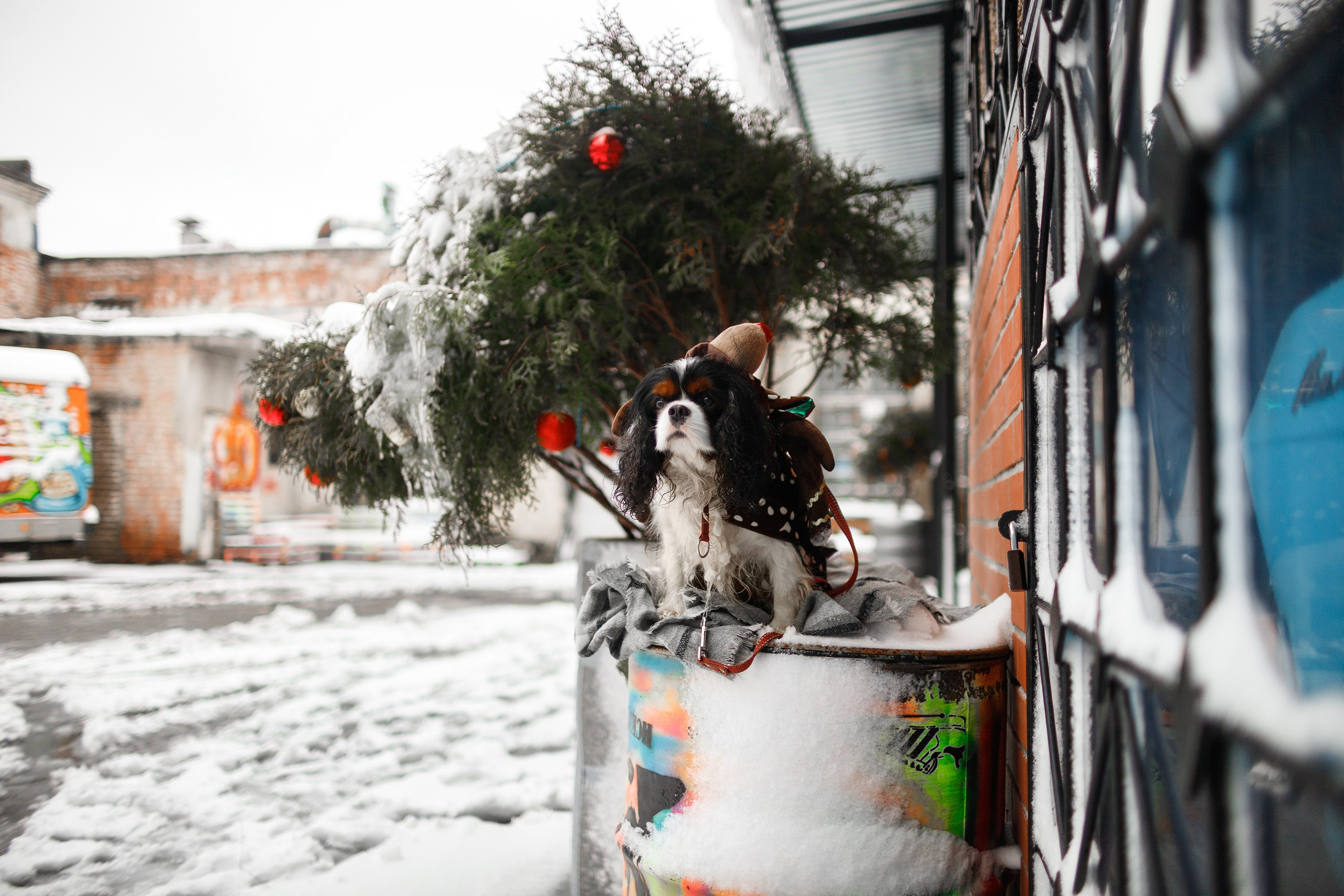 Uliana & winter spaniels. Kaja | fotograf psów we Wrocławiu