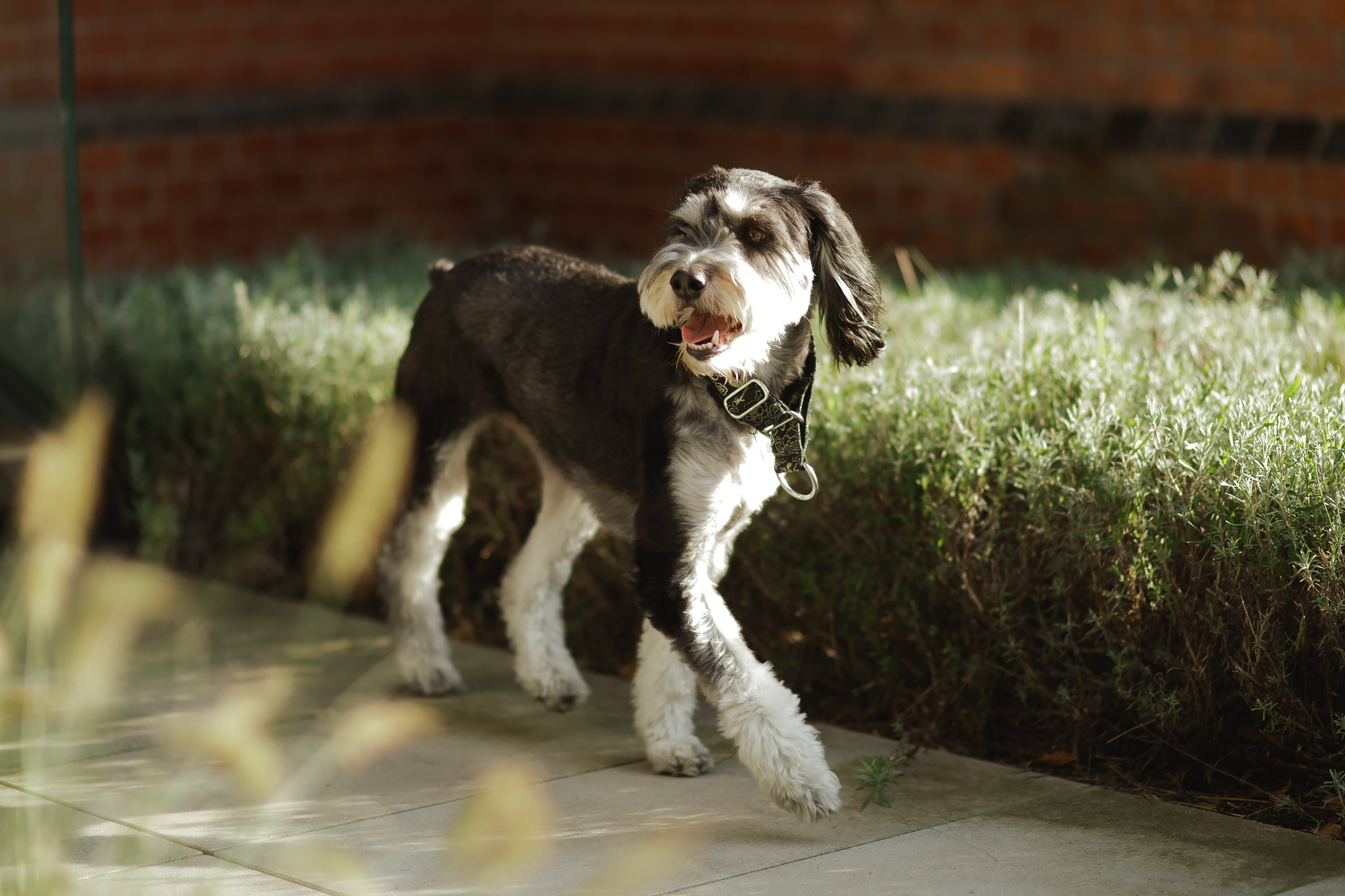 Lera & Flora. Kaja | fotograf we Wrocławiu | ludzie i psy