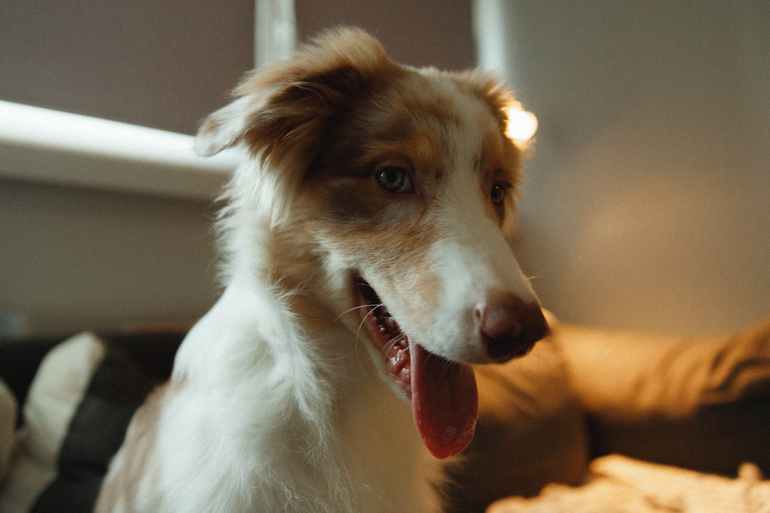 Fotografia psów Wrocław. Kaja | fotograf we Wrocławiu | ludzie i psy